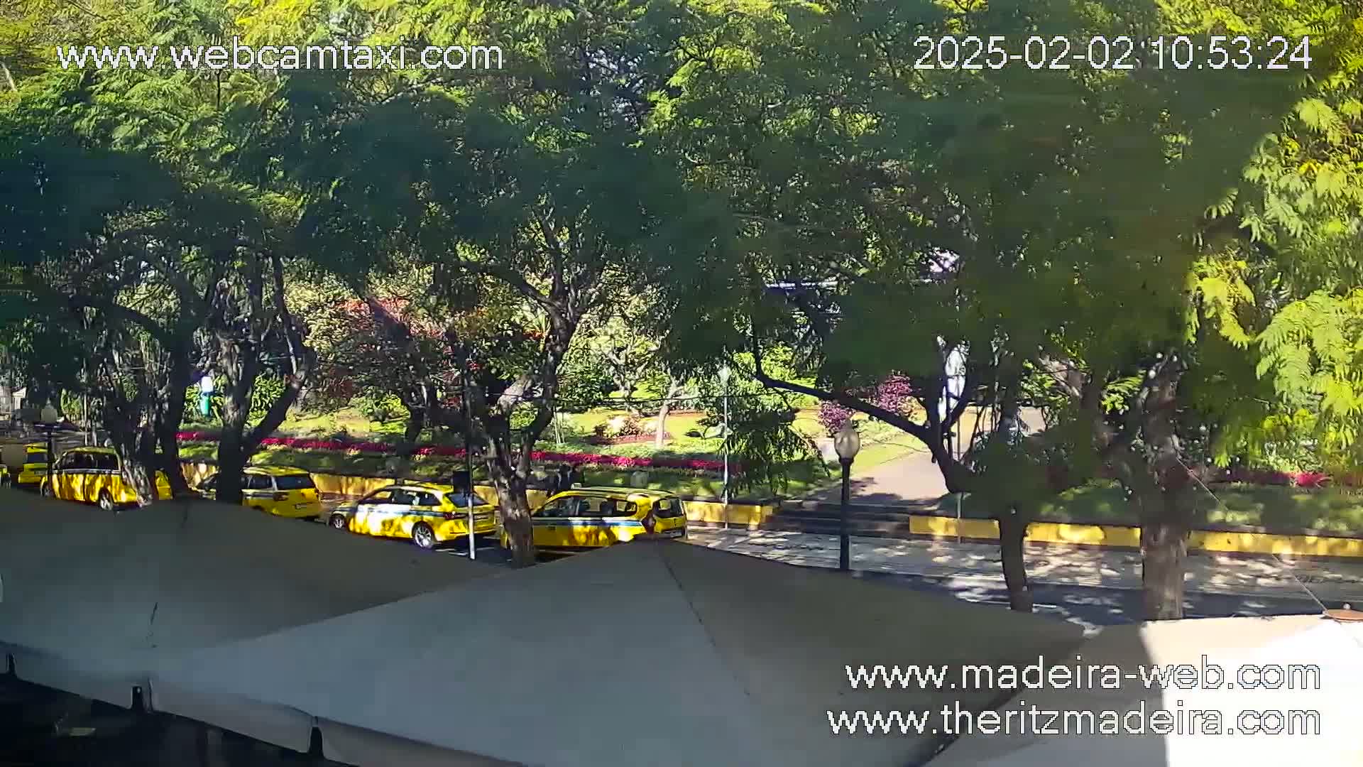 Several yellow taxis are parked along a tree-lined street on a sunny day.