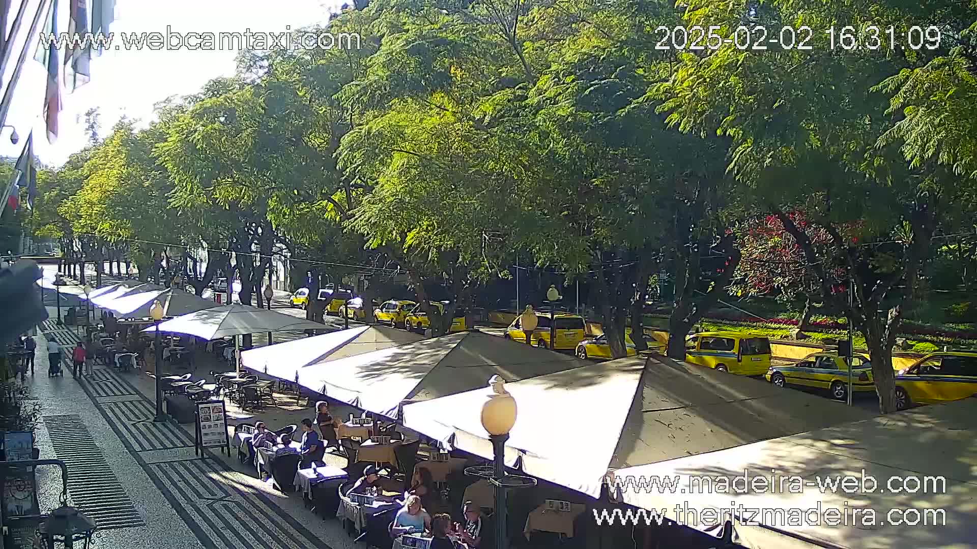 A sunny outdoor cafe scene with numerous yellow taxis parked along a tree-lined street.