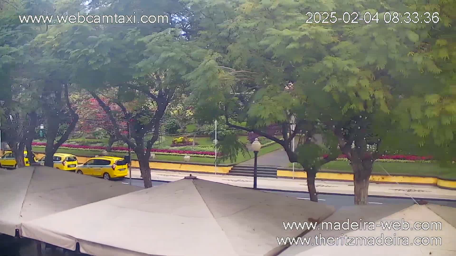 A street scene shows several yellow taxis parked near a park with lush green trees and colorful flowers, viewed from behind beige patio umbrellas on an overcast day.
