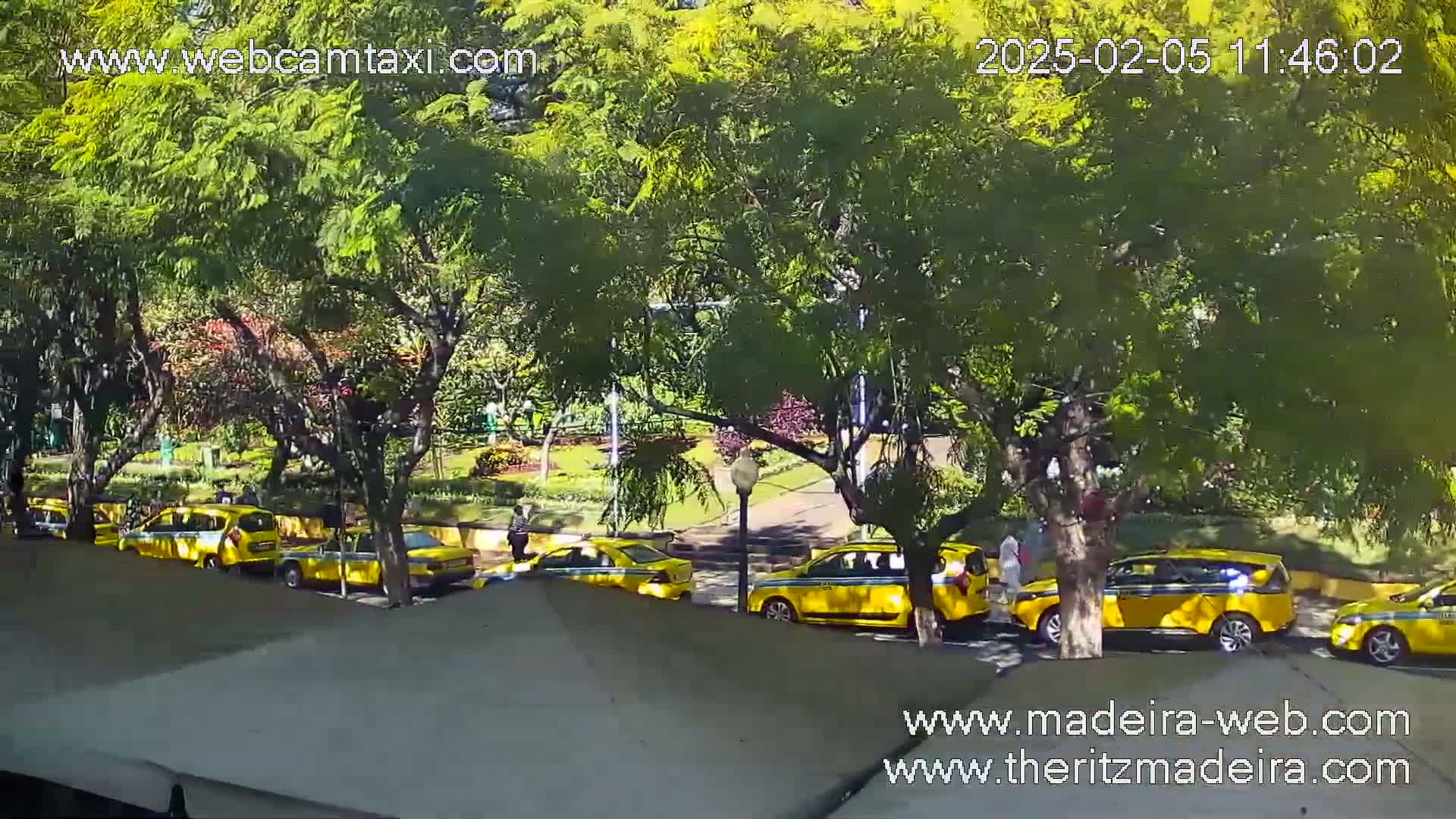 A sunny day shows several yellow taxis parked along a roadside next to a lush green park under leafy trees.