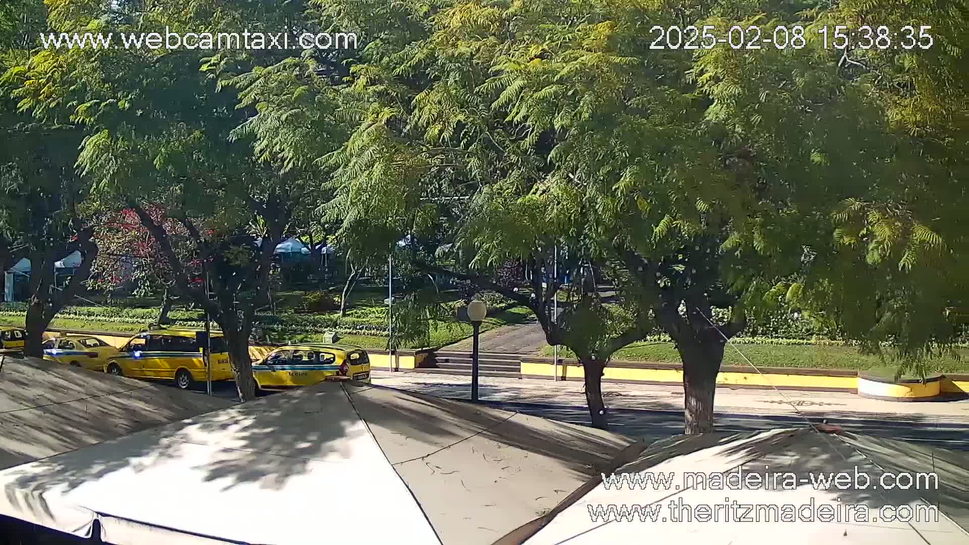 Several yellow taxis are parked near lush green trees on a sunny day next to a paved area with a low stone wall.