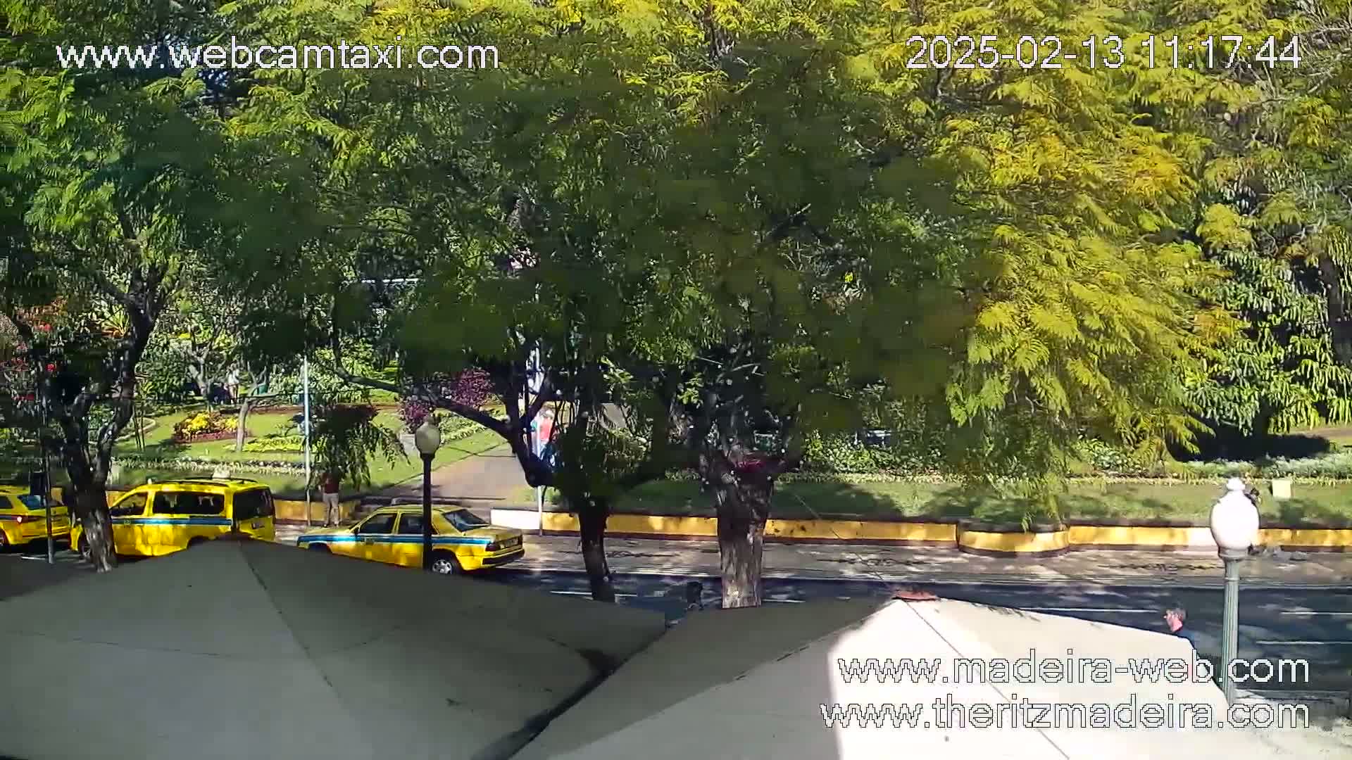 Three yellow taxis are parked on a sunny city street next to a park with lush green trees and landscaping.
