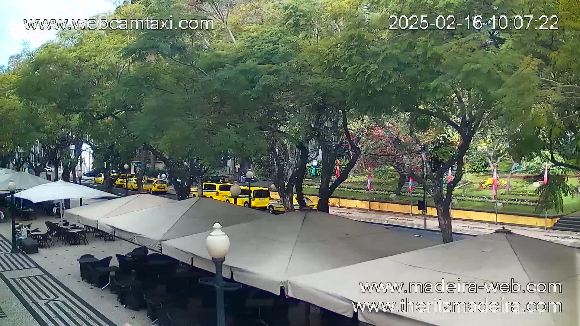 A line of yellow taxis is parked along a street lined with trees, next to an outdoor cafe with beige umbrellas and dark patio furniture under an overcast sky.