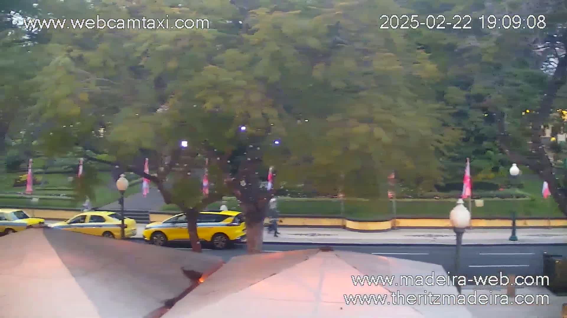 Three yellow taxis are parked along a city street bordered by lush green trees and shrubs under an overcast sky.