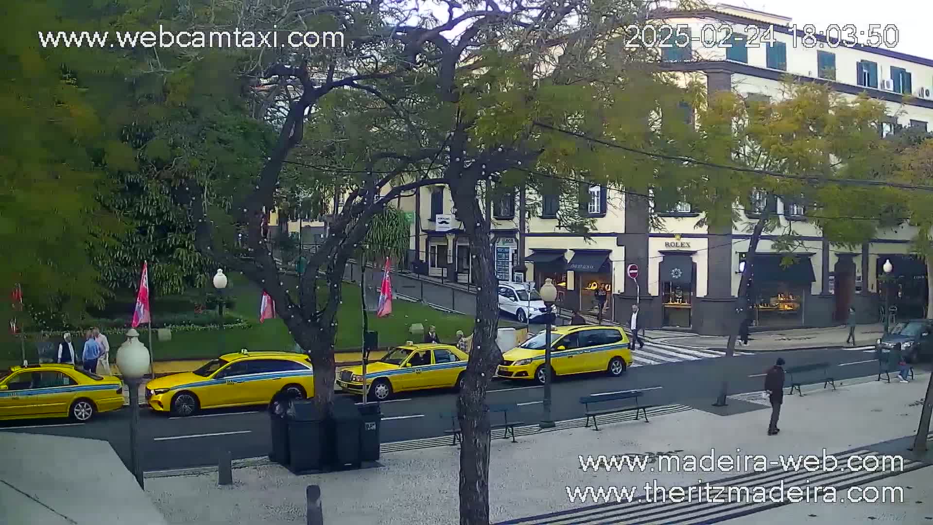Several yellow taxis are parked on a city street lined with trees under an overcast sky.
