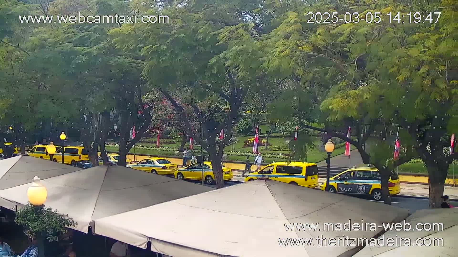 Several yellow taxis are parked along a tree-lined street on a lightly overcast day.