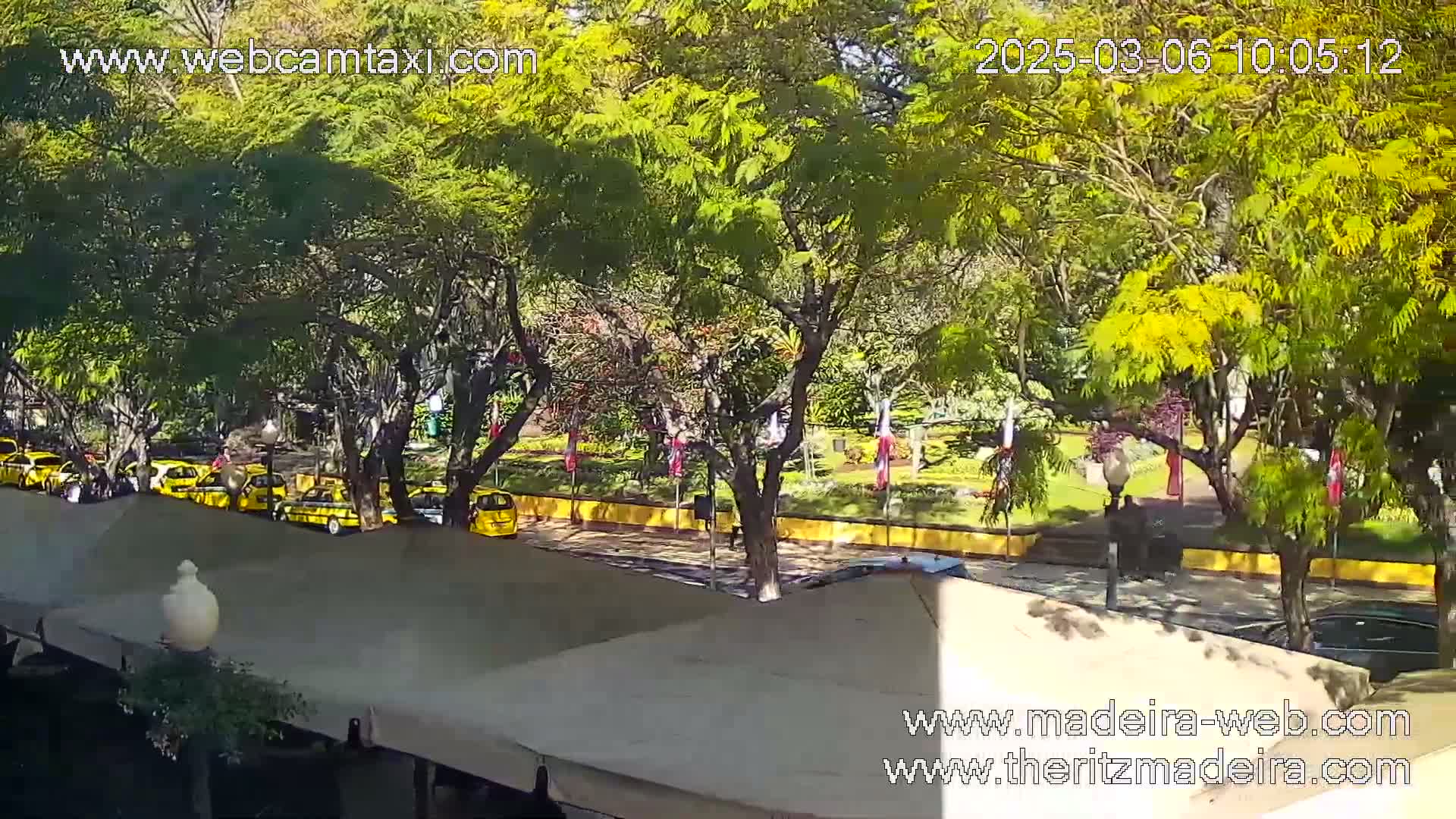 A sunny day reveals a row of yellow taxis parked along a city street, next to a lush green park with many full, leafy trees.