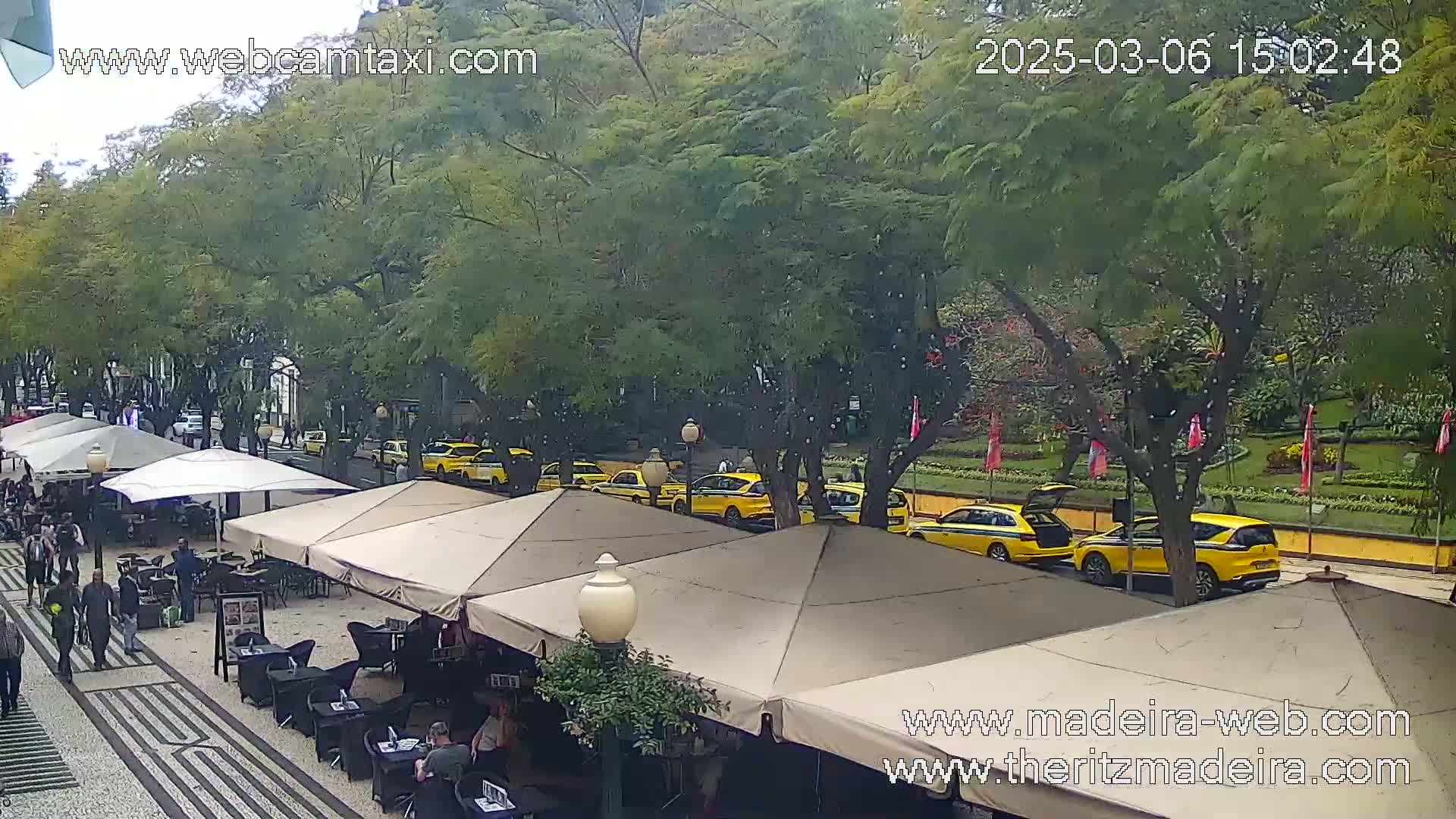 A lightly raining outdoor cafe scene with several yellow taxis parked along a tree-lined street.
