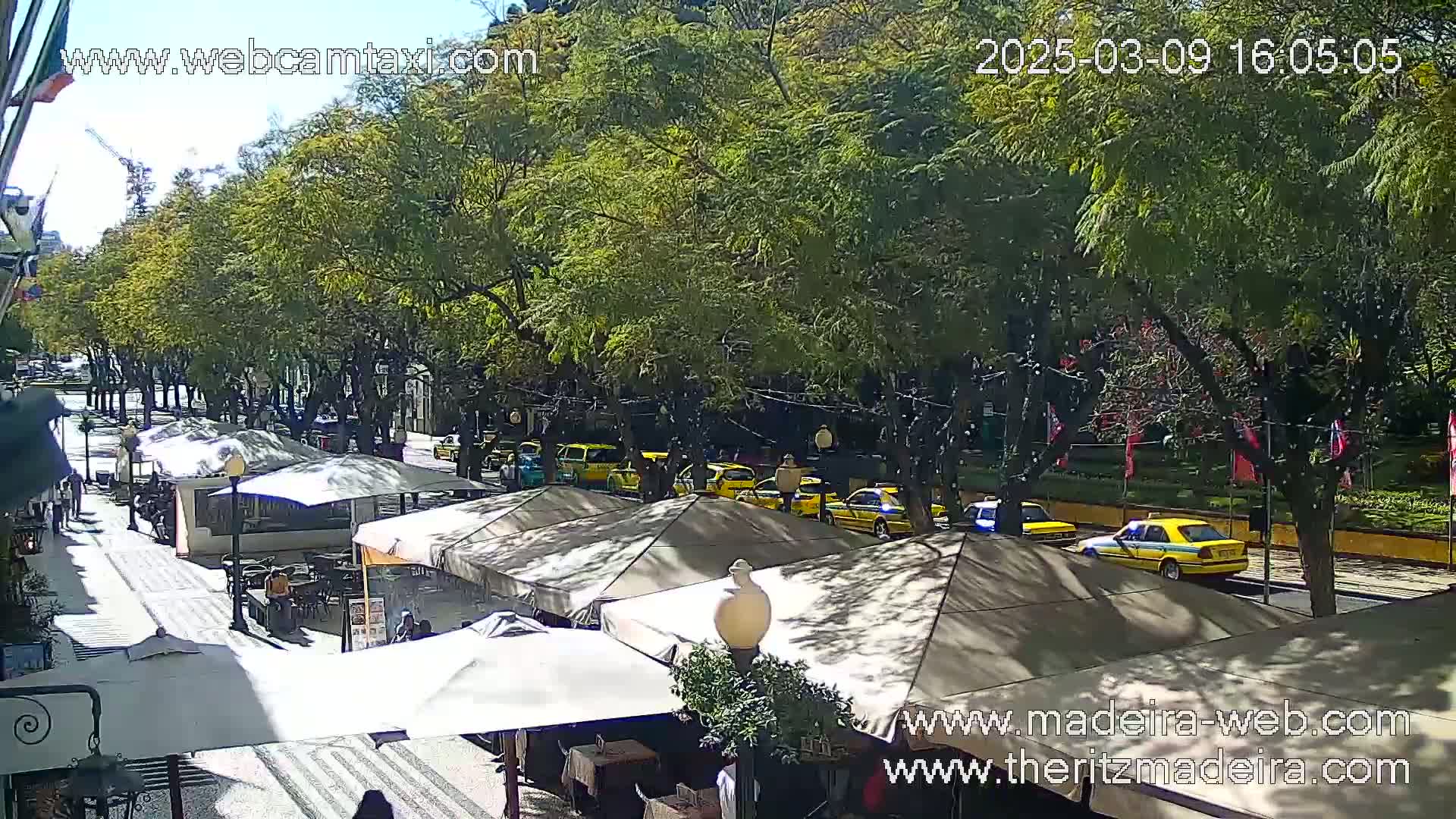 A sunny day on a tree-lined street with several yellow taxis driving past outdoor cafes with umbrellas.