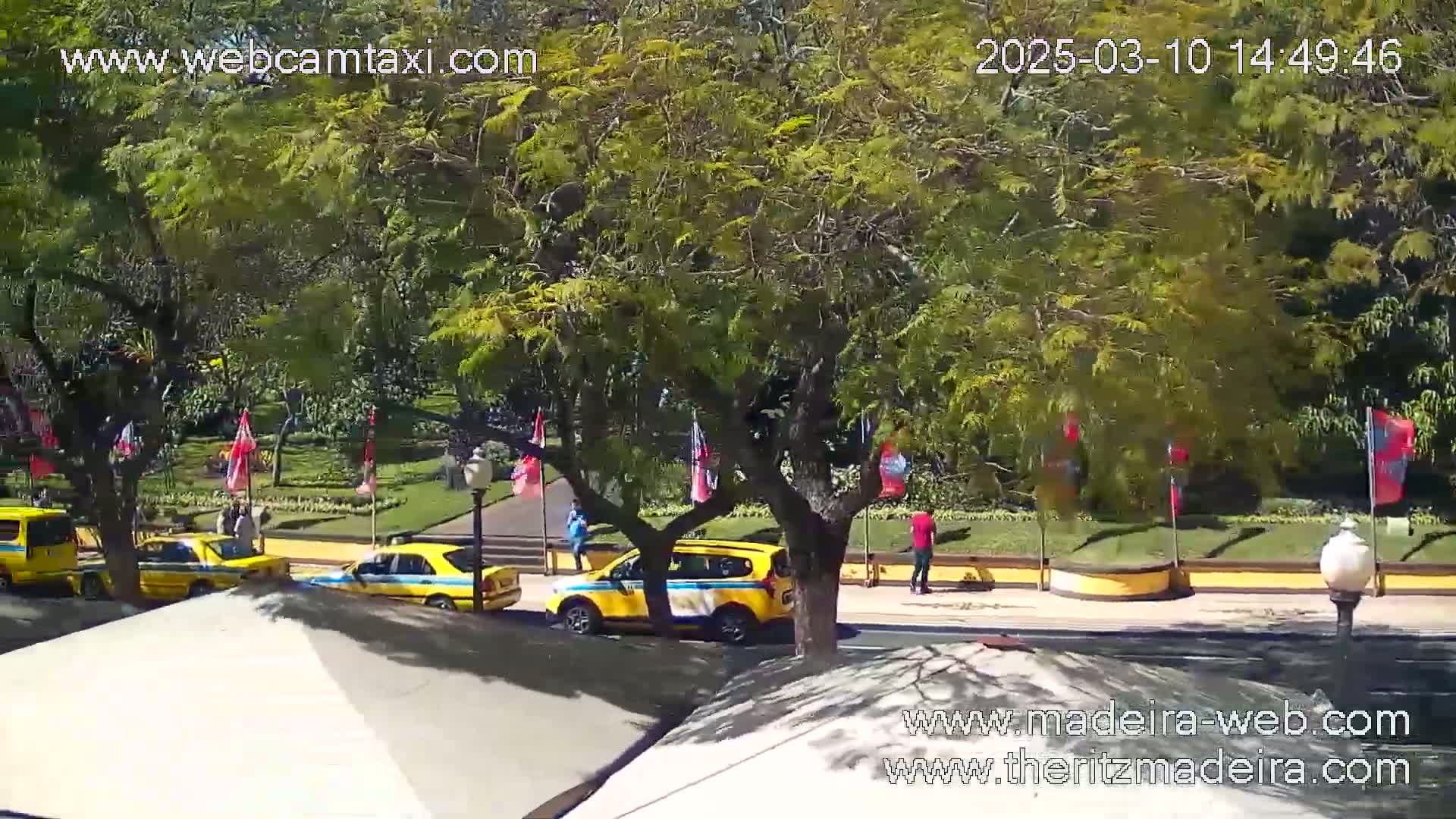 A sunny outdoor scene shows several yellow taxis parked and driving along a street that borders a lush green park with several flags.