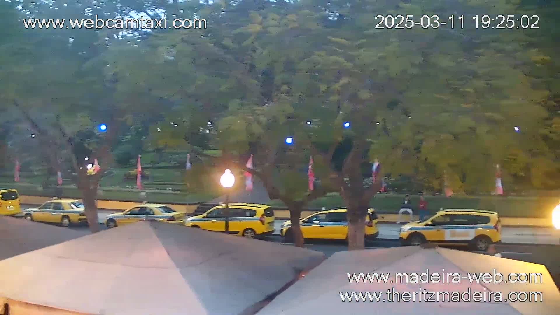 Several yellow taxis are parked along a city street lined with trees under a dusky sky.