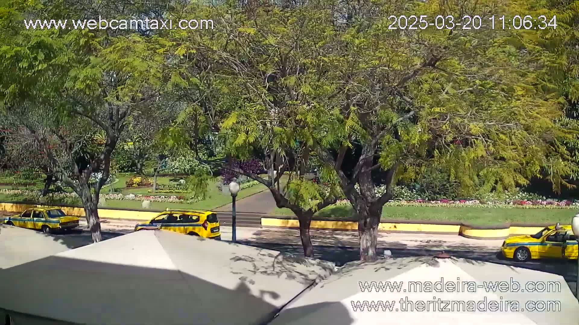 A sunny day scene shows three yellow taxis driving along a road that borders a vibrant, landscaped park with lush green lawns and flowering plants, under the shade of leafy trees.
