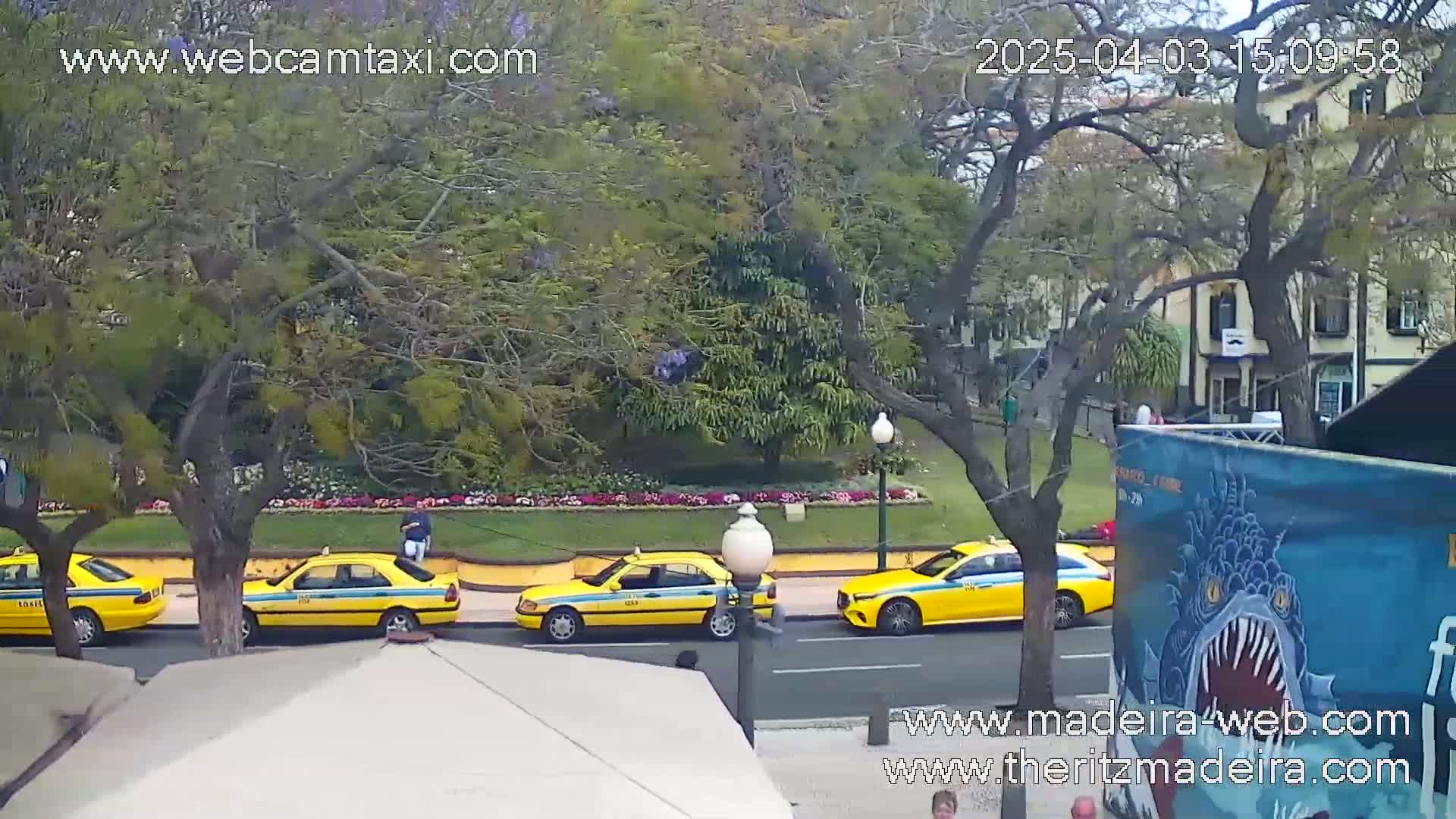 Three yellow taxis are parked on a tree-lined street on a partly sunny day.