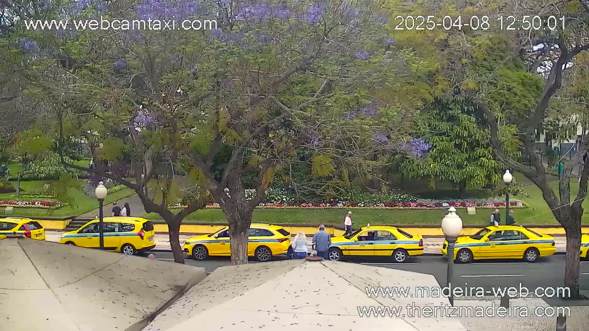 Several yellow taxis are parked along a tree-lined street next to a garden with purple flowering trees under an overcast sky.
