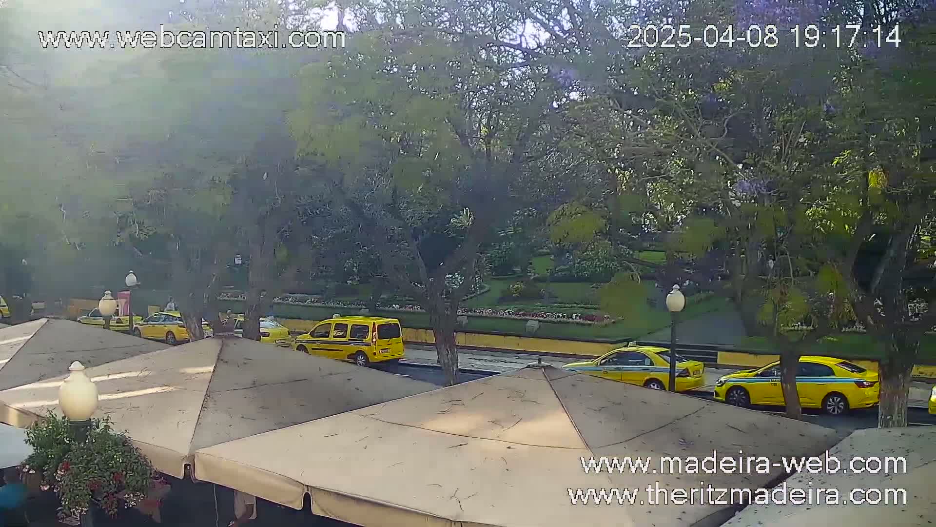 Several yellow taxis are parked on a city street lined with trees, under a mostly cloudy sky.
