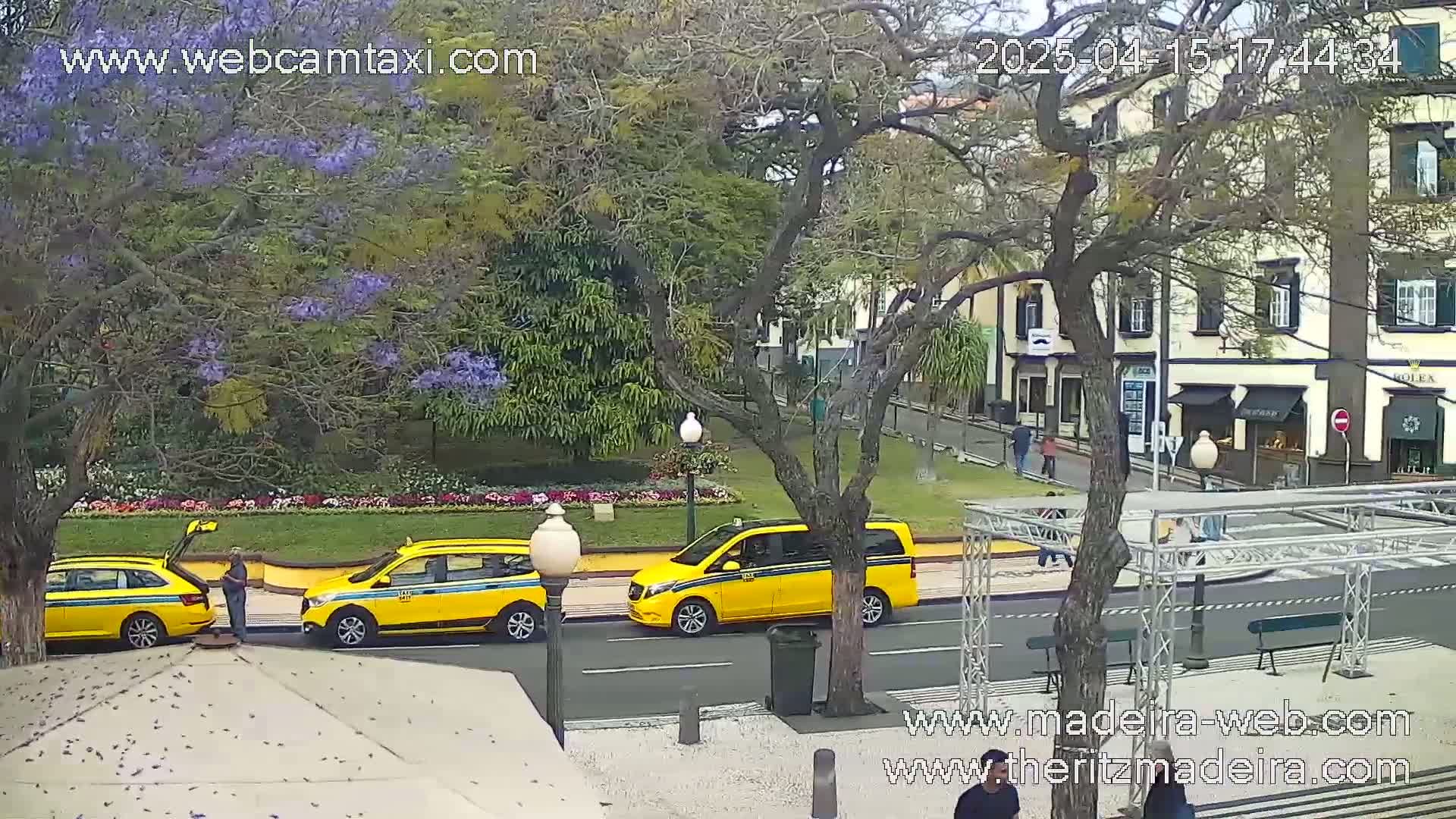 A sunny city scene shows yellow taxis and a yellow minivan parked near a tree with purple flowers, next to a landscaped area with flower beds in front of buildings.