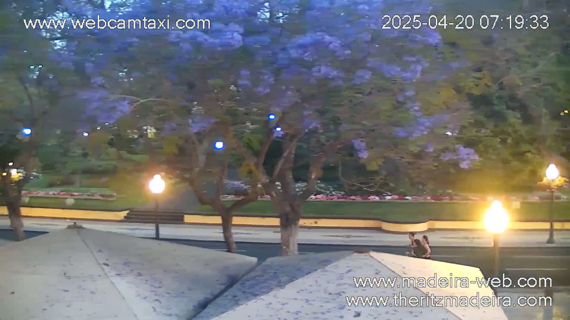A nighttime view of a street scene shows a paved road, a low wall, purple flowering trees, and two people walking, with streetlights illuminating the area.