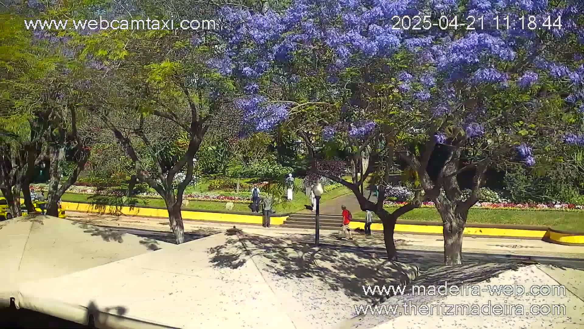 A sunny outdoor scene shows a park with jacaranda trees in full bloom, a yellow border, and several people walking along a path.
