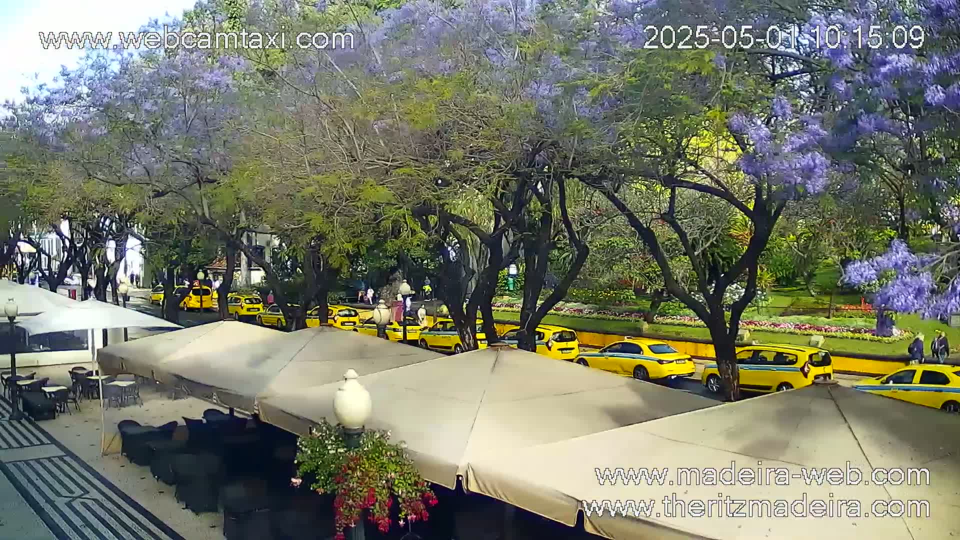 A sunny outdoor scene shows a row of yellow taxis parked along a tree-lined street with purple jacaranda trees in bloom, and patio seating under beige umbrellas.