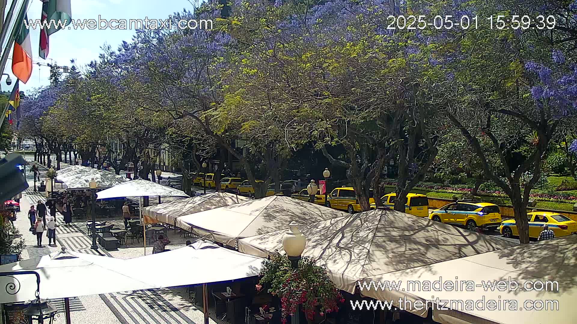 A sunny outdoor scene shows a city street lined with trees in purple bloom, outdoor seating under beige umbrellas, and several yellow taxis parked along the curb.