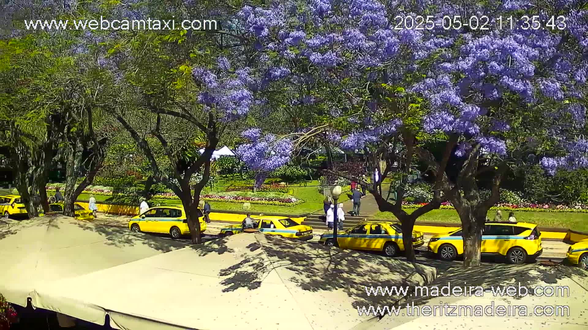 A sunny day reveals several yellow taxis parked near a park with vibrant purple jacaranda trees in full bloom.