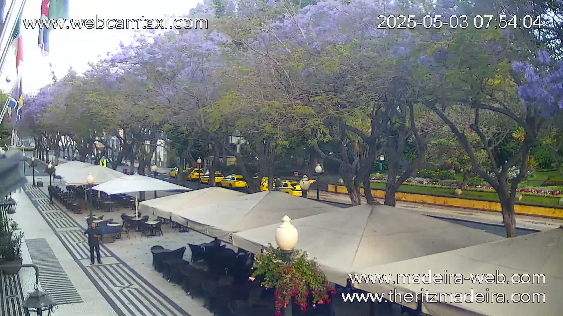 A paved outdoor area with several patio umbrellas, tables, and chairs under blooming purple trees, alongside a street with yellow taxis.
