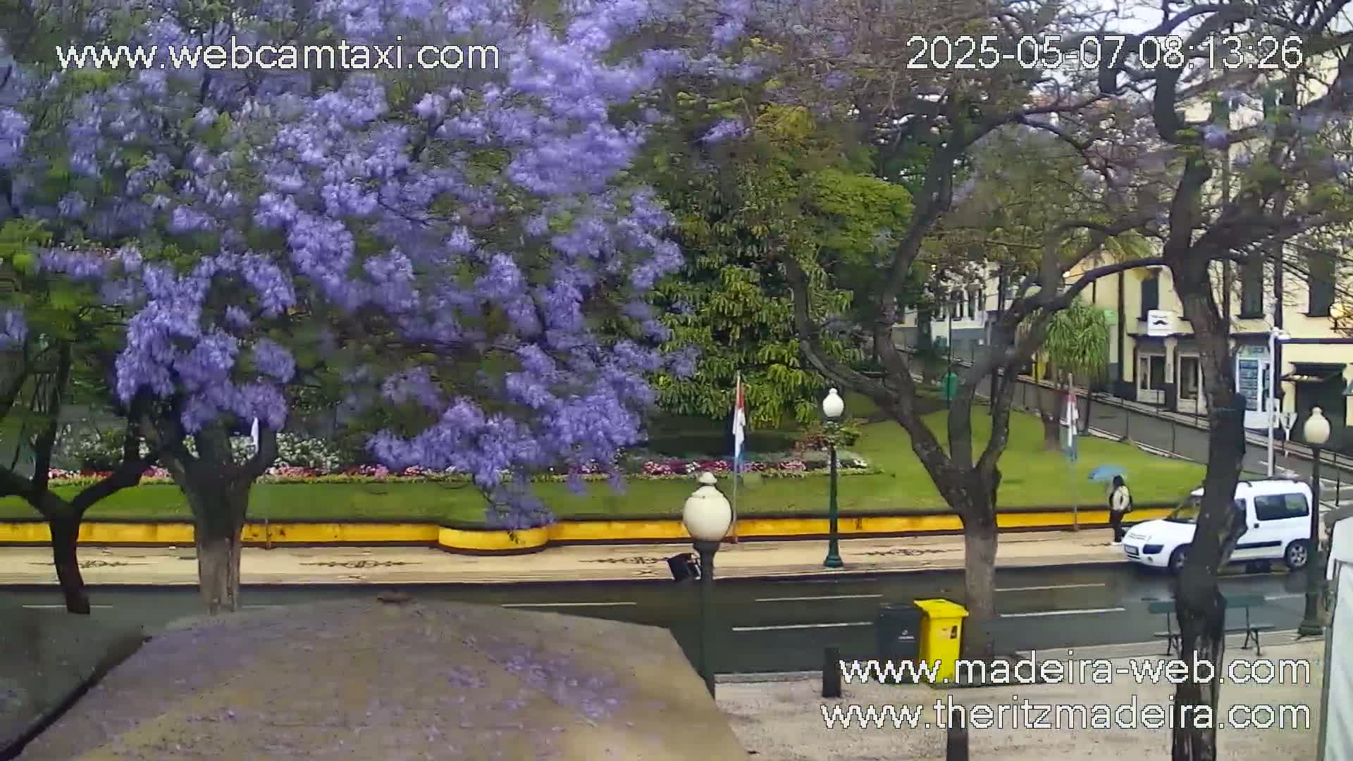 A street scene shows a jacaranda tree in full purple bloom, next to a grassy area with other trees, a person walking with an umbrella, a white van, and a building in the background, all under an overcast sky.