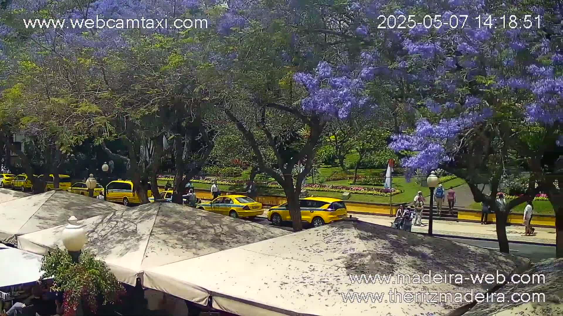 A sunny outdoor scene shows several yellow taxis parked along a street lined with trees, some of which are in full purple bloom, with pedestrians walking on a sidewalk near a landscaped area.