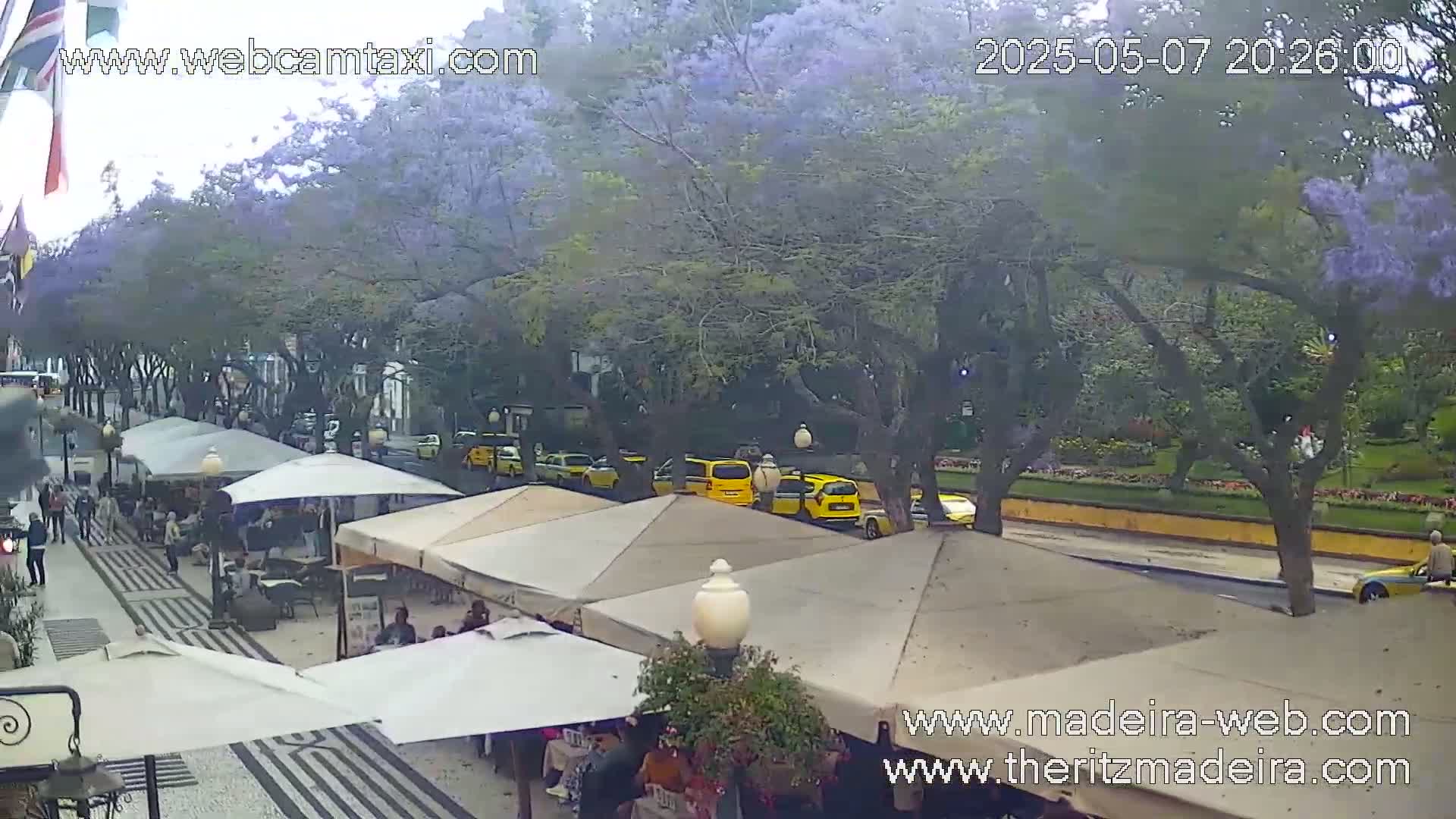 An overcast day shows a street lined with flowering trees and outdoor cafes, with several yellow taxis parked along the roadway.