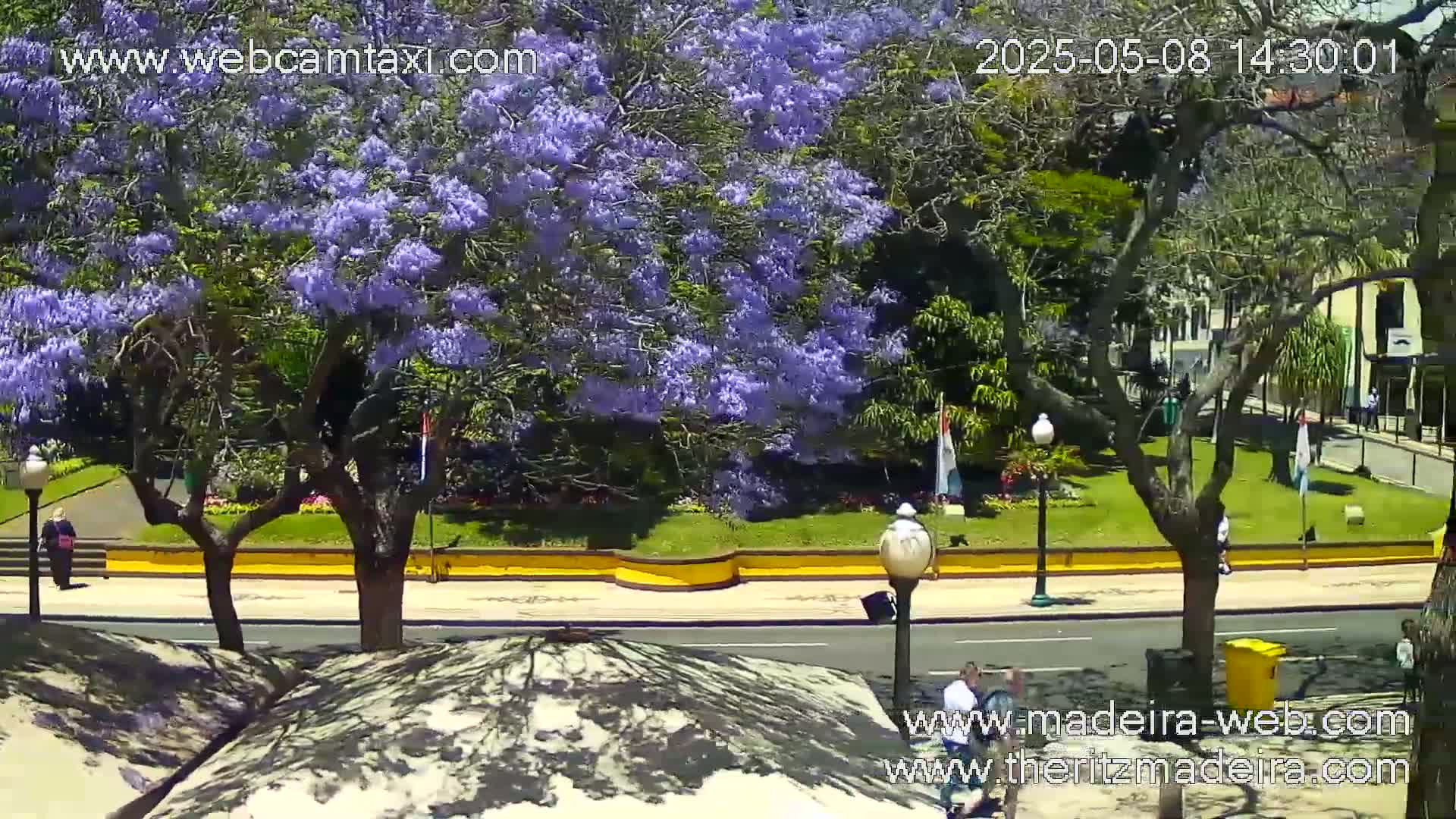 A sunny city street scene features a vibrant purple flowering tree in a landscaped park next to a roadway with pedestrians.