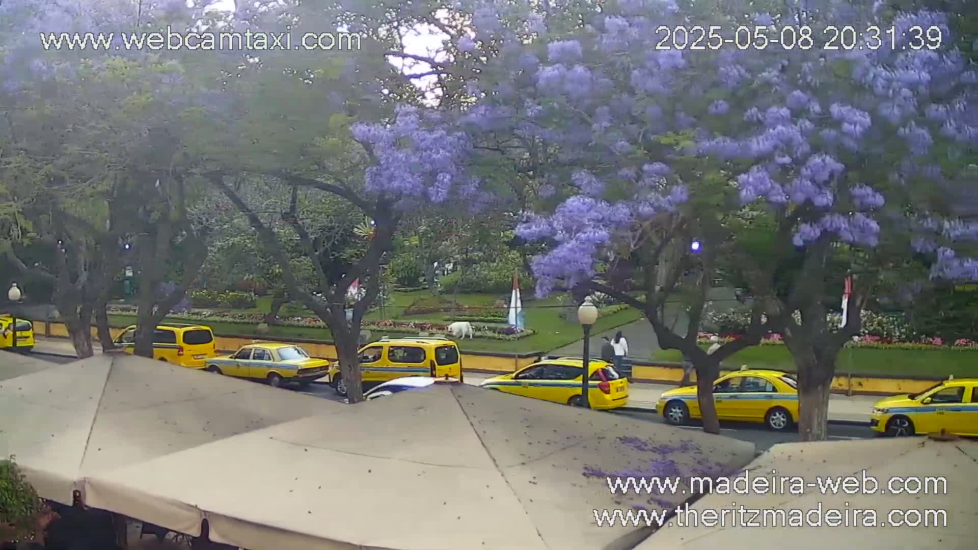 Several yellow taxis are parked along a street lined with trees in full purple bloom, under an overcast sky.