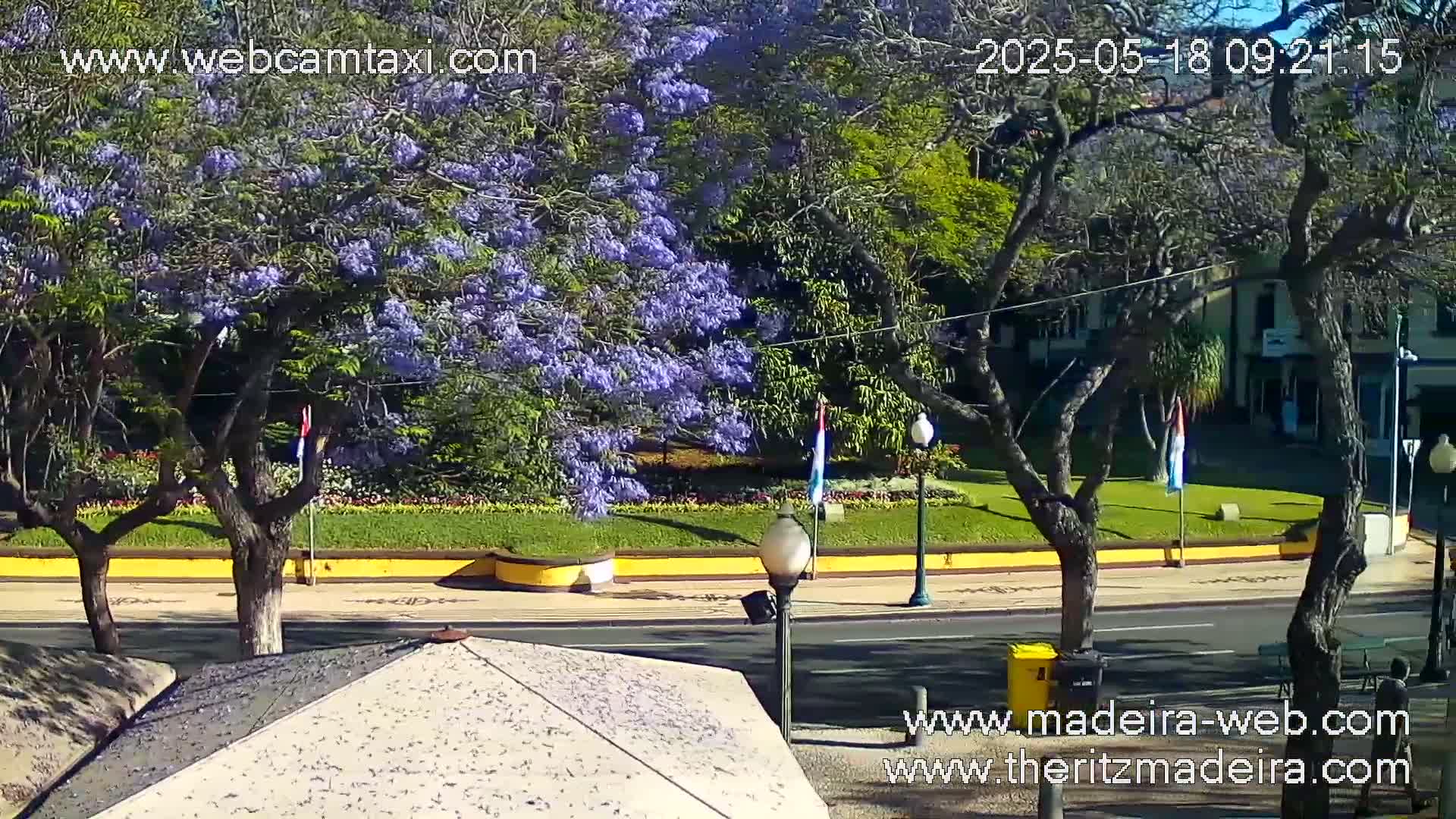 A sunny view of a street scene shows a vibrant purple flowering tree, other green trees, a grassy area with flowerbeds, and a building in the background.