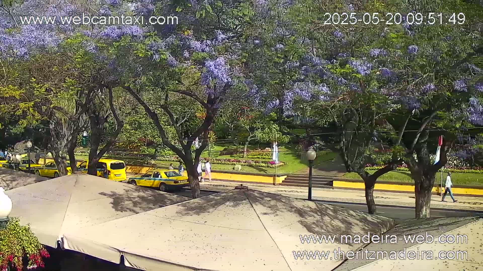 Yellow taxis are parked along a sunny street lined with flowering jacaranda trees and patio umbrellas.