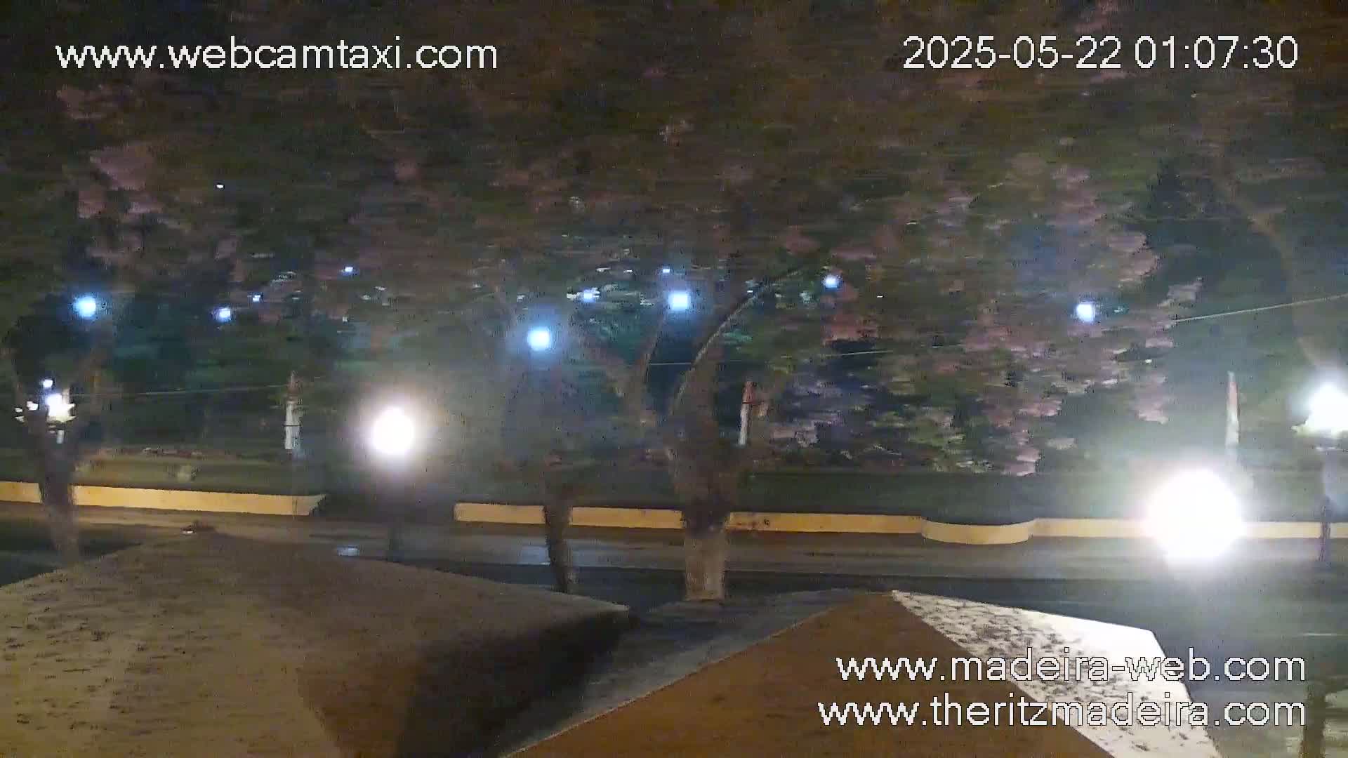 A nighttime view of a street scene with flowering trees illuminated by streetlights and small lights strung in the trees.