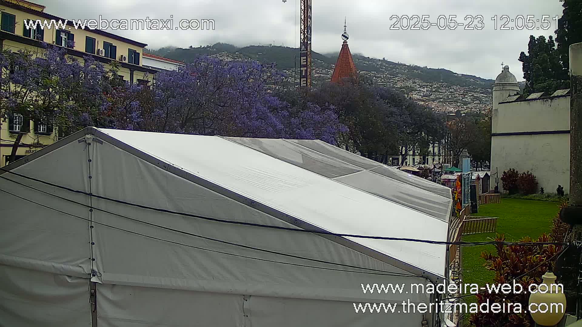 A large white tent sits in front of a building and several jacaranda trees in full bloom under an overcast sky.