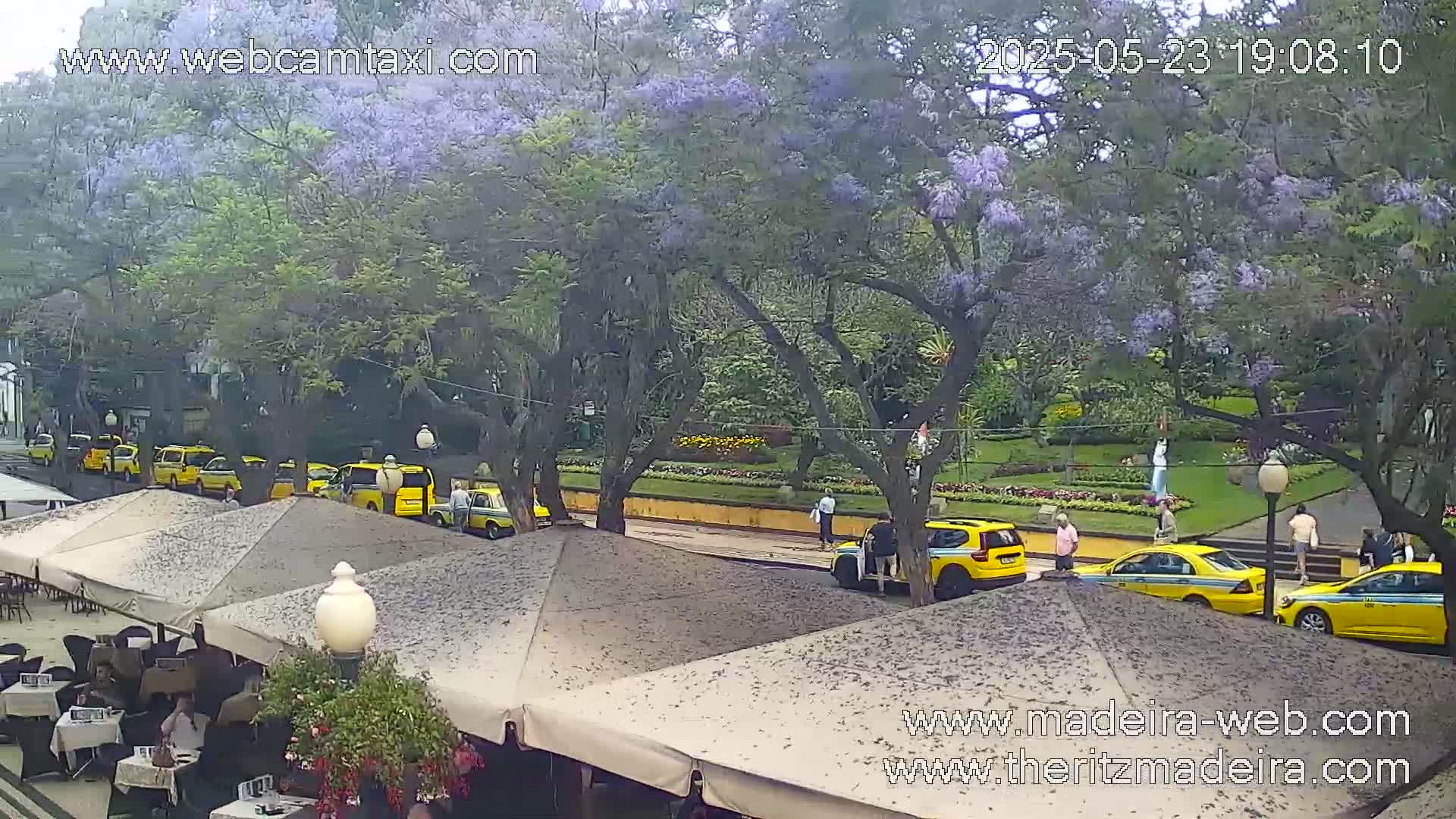 A row of yellow taxis is parked along a street next to an outdoor cafe with beige umbrellas, all situated beneath blossoming purple trees in a park-like setting.