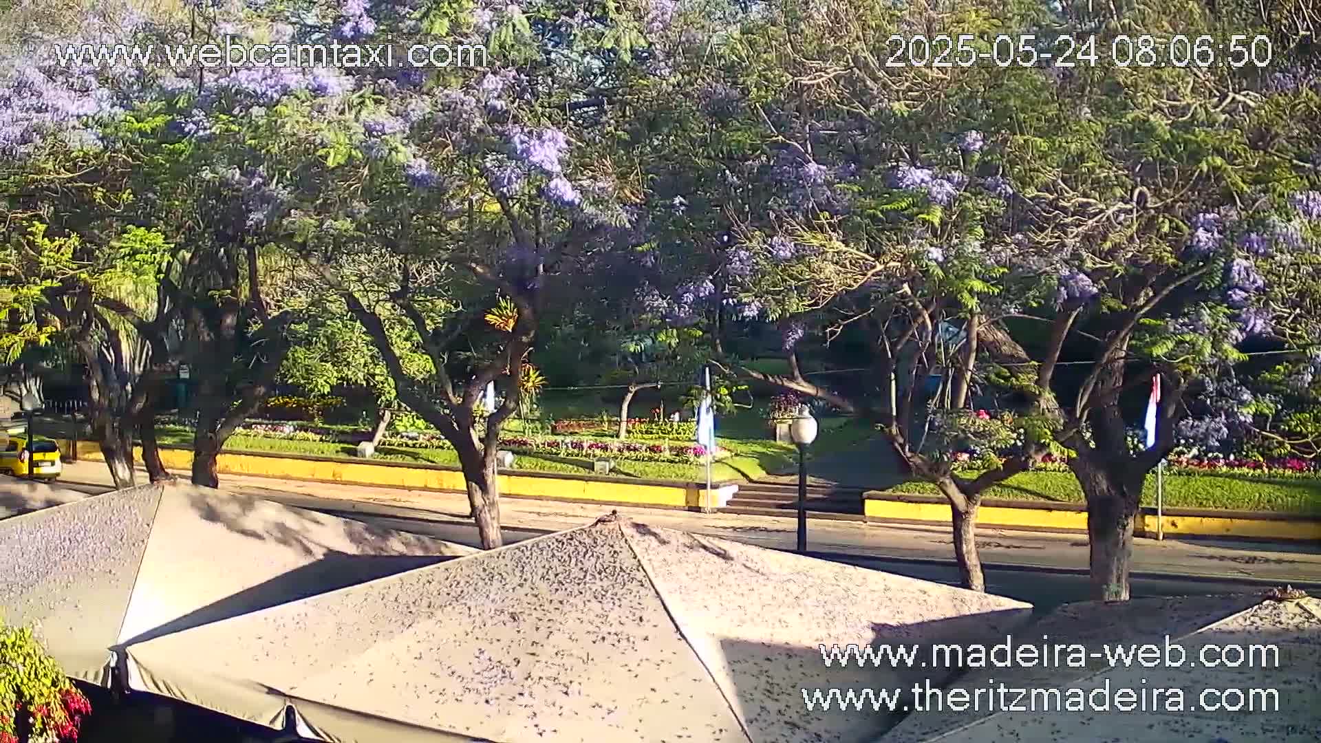 Purple jacaranda trees in bloom line a sunny street with tan-colored awnings and a landscaped park in the background.