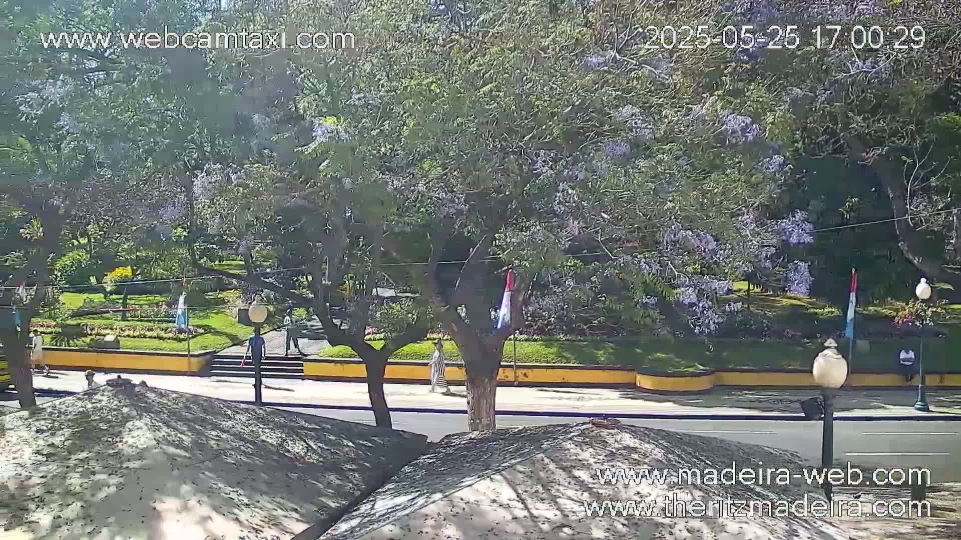 A sunny outdoor scene shows a paved road next to a park with lush green trees and purple flowering trees, and several people walking along the road.