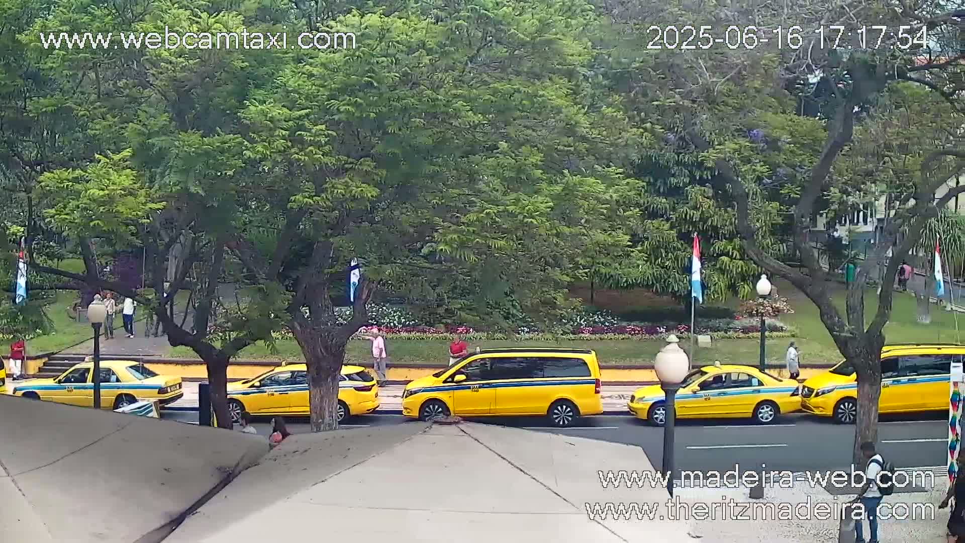 Several yellow taxis and a yellow minivan are parked along a roadside under leafy trees on a partly sunny day.