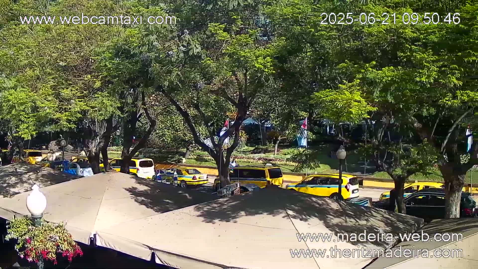 A sunny day shows several yellow taxis parked near a shaded patio area with green trees and landscaping visible in the background.