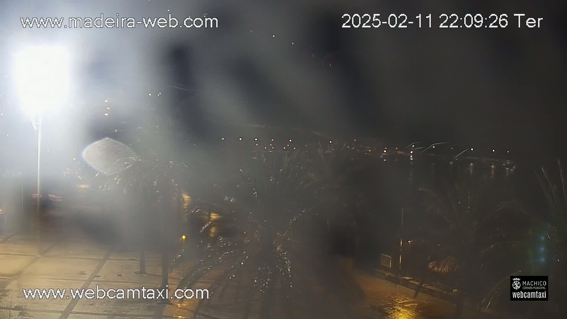 A nighttime view of palm trees and a paved area, illuminated by streetlights, during a rainy night.