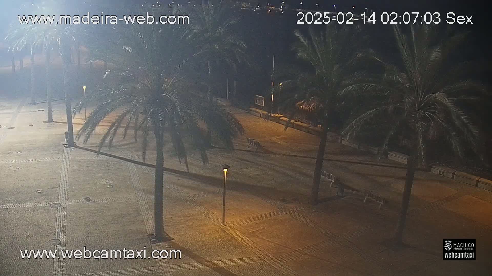 A nighttime view of a paved plaza lined with palm trees under a clear sky.