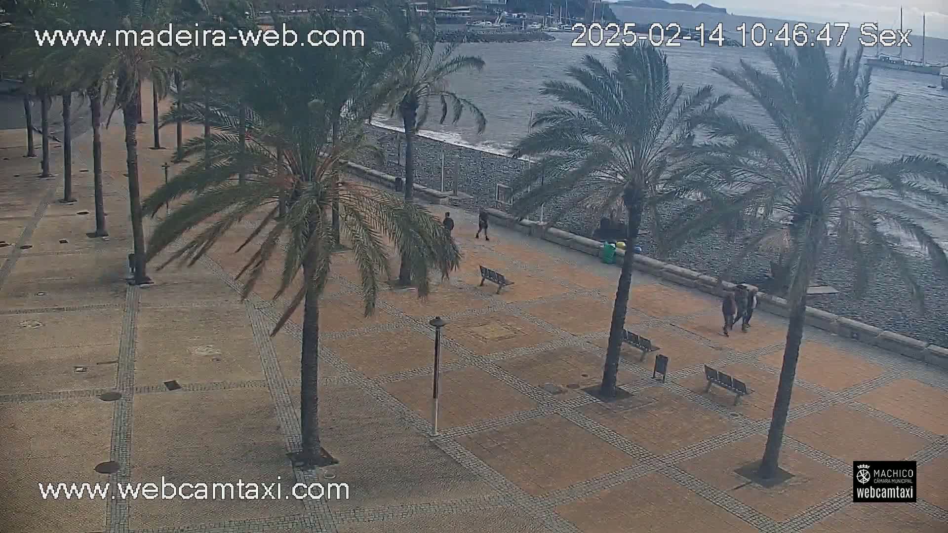 A paved plaza lined with palm trees overlooks a rocky beach and calm ocean under an overcast sky.