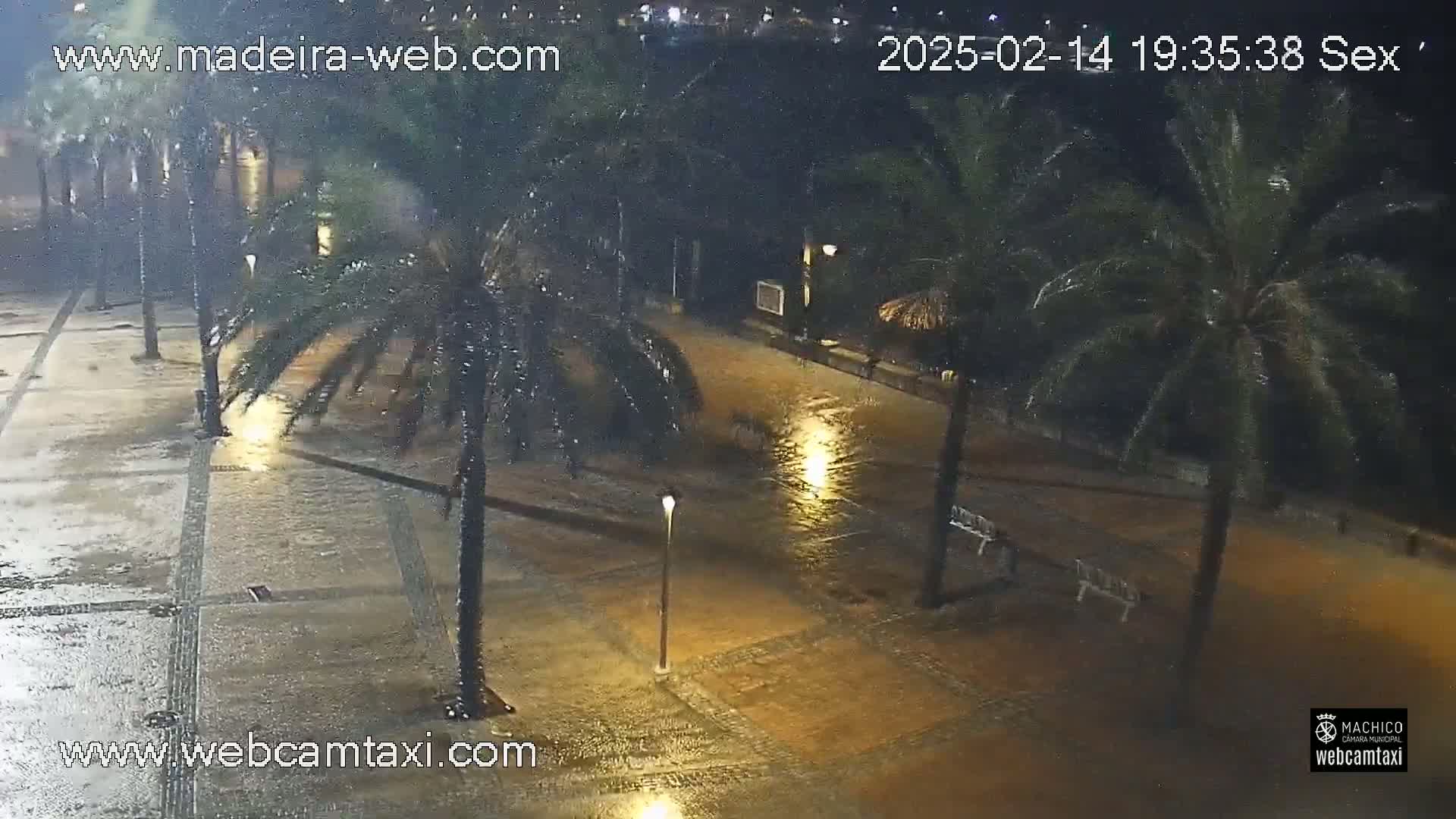 A rain-soaked paved area at night is illuminated by streetlights, with palm trees lining the sides and benches under them.