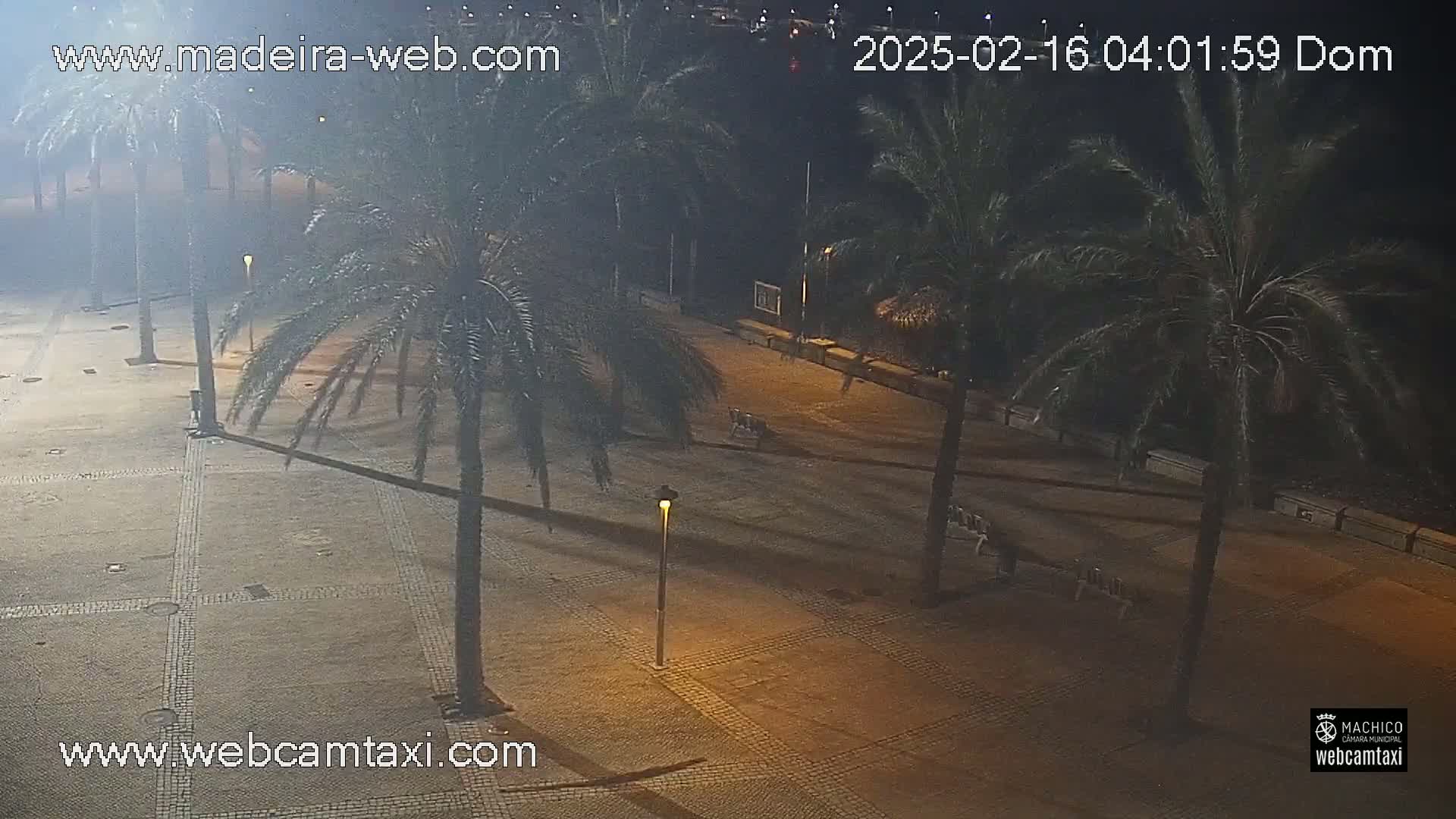A nighttime view of a paved plaza lined with palm trees, illuminated by streetlights.