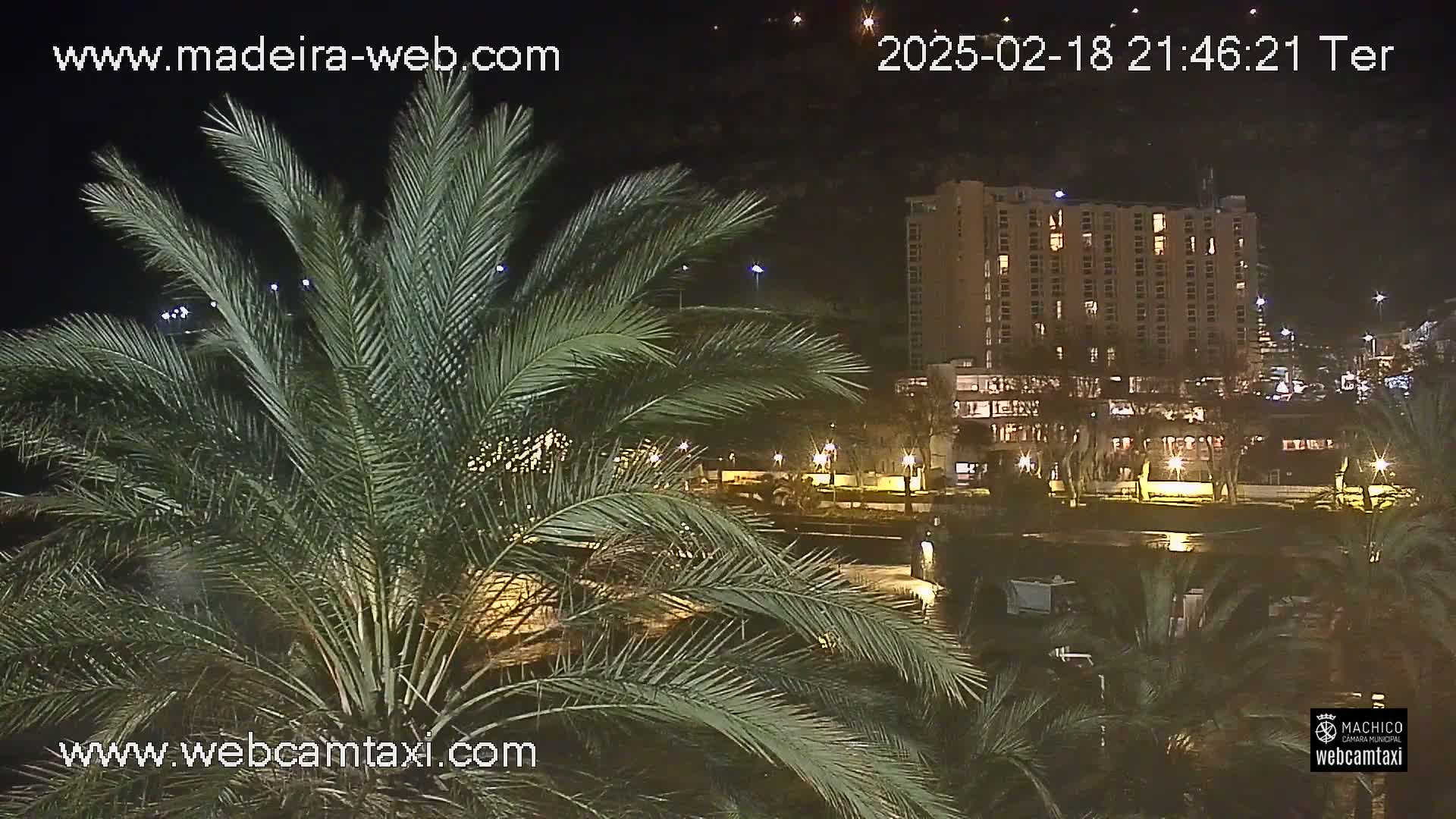 At night, palm fronds obscure a view of a brightly lit, multi-story hotel across a body of water.