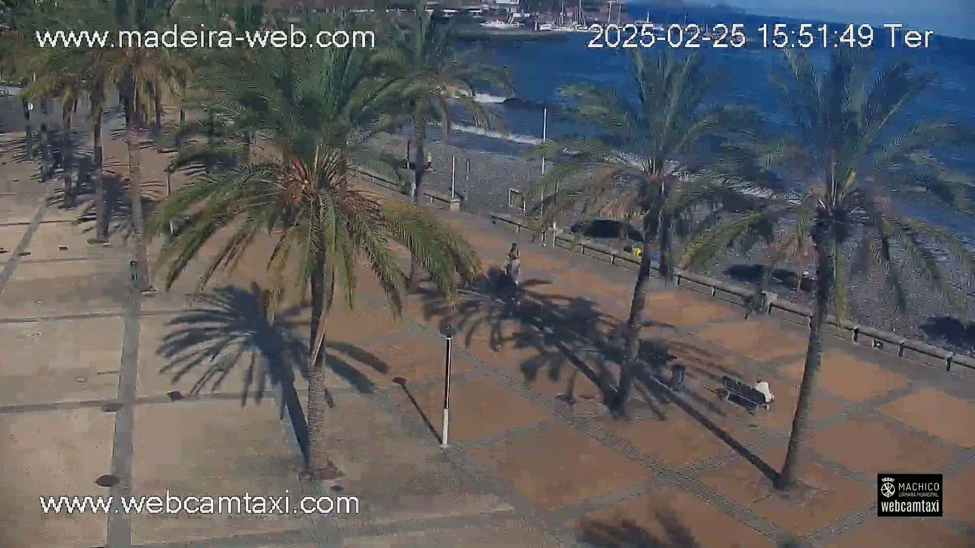 A paved walkway lined with palm trees overlooks a pebble beach and calm ocean under a sunny sky.