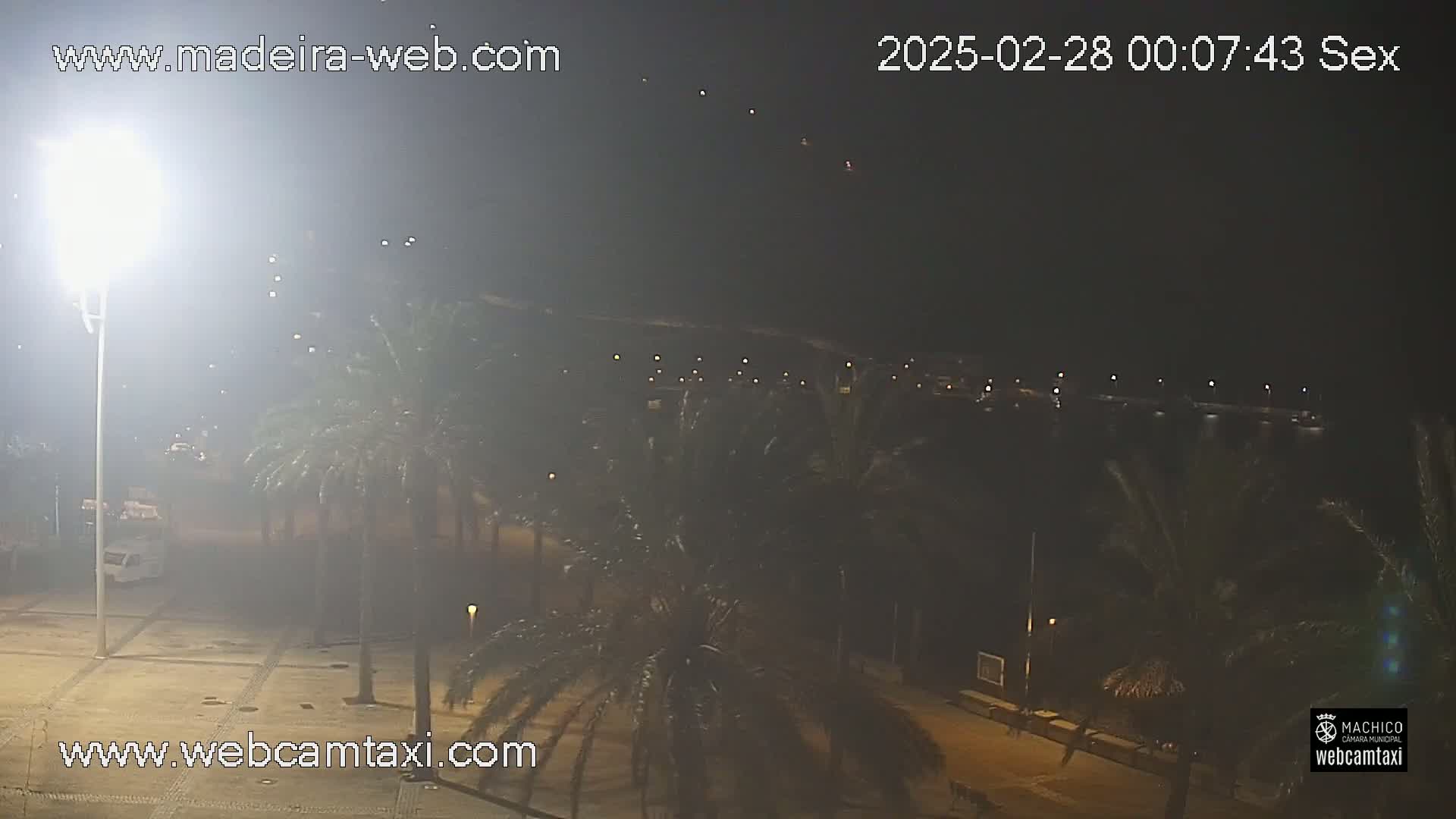A night scene shows palm trees lining a paved area near a body of water under hazy conditions.