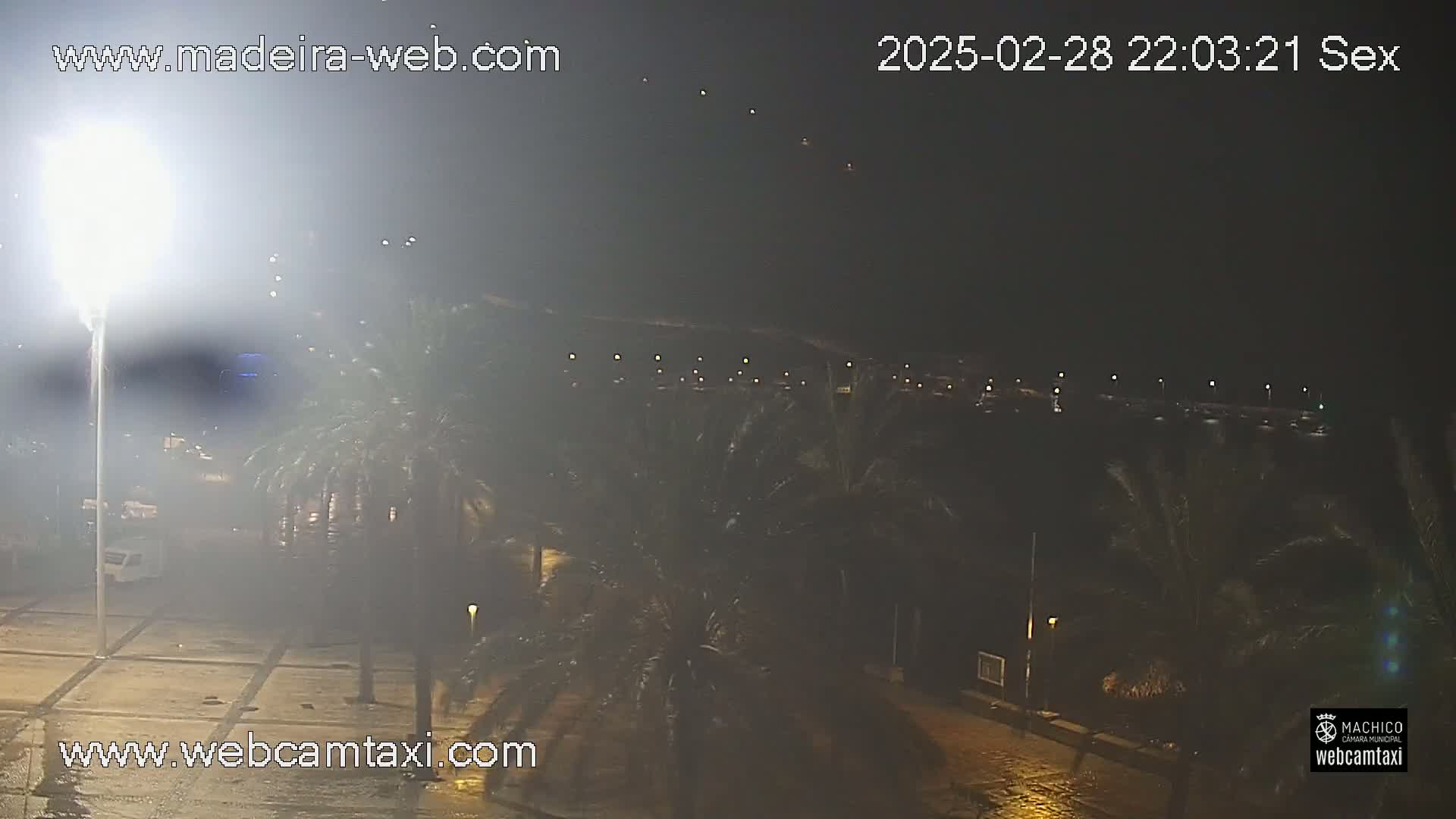 A nighttime, hazy view of palm trees and a paved area, possibly near a body of water, with wet ground suggesting rain or recent rain.