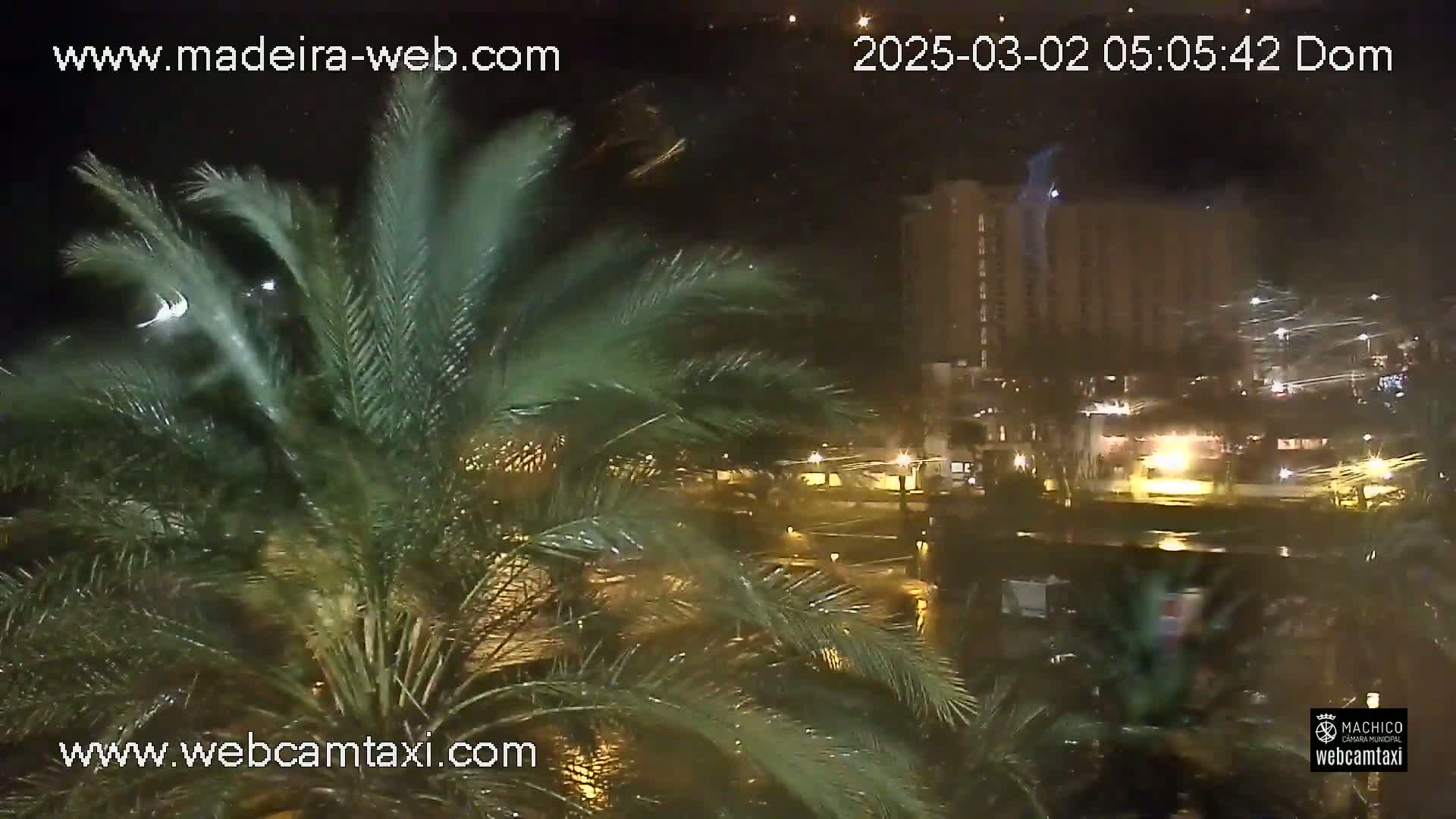 A nighttime view of palm trees in the rain, with a tall building and city lights visible in the background.